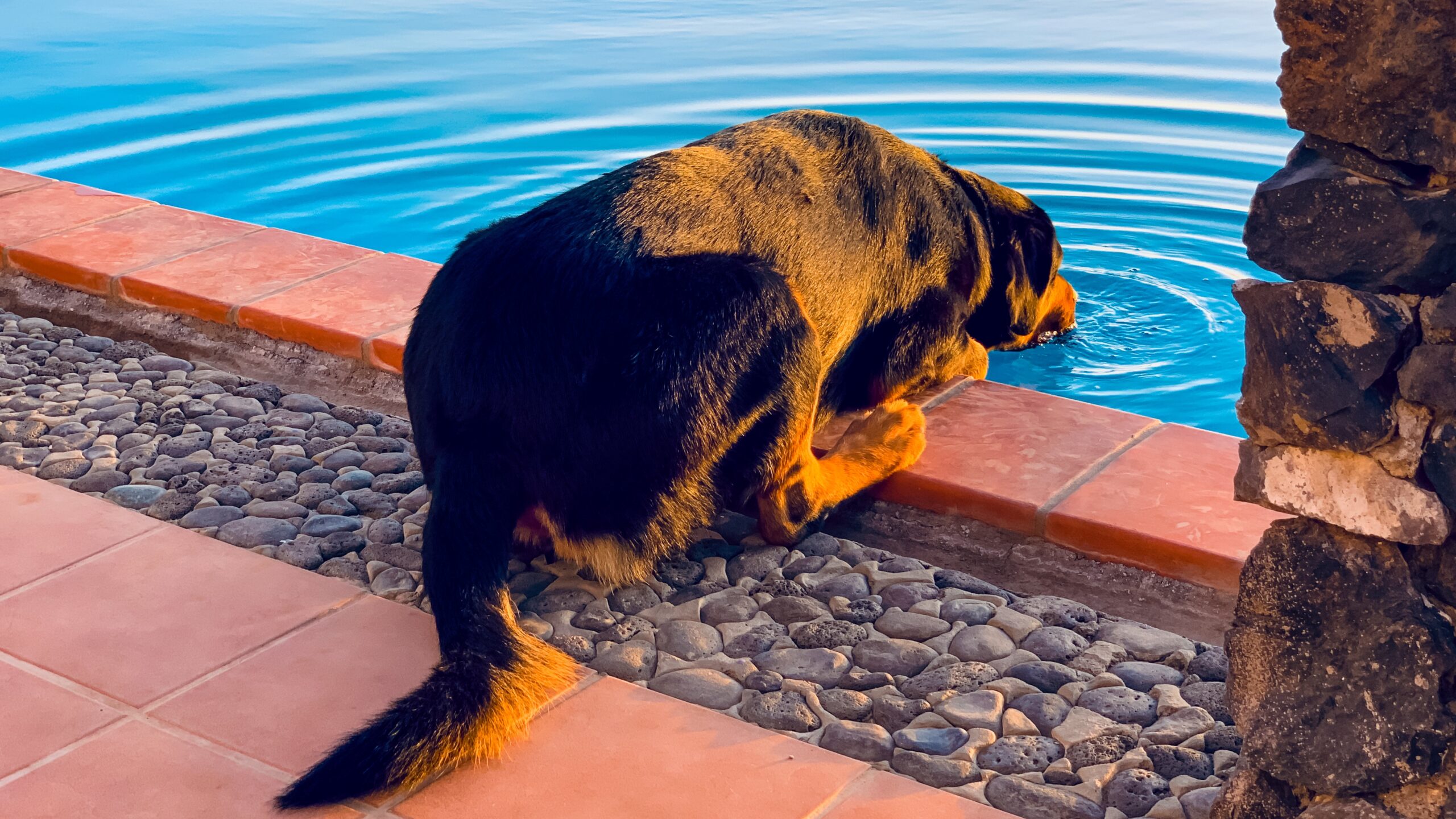 Atlantik, Teneriffa, Finca bei Los Gigantes