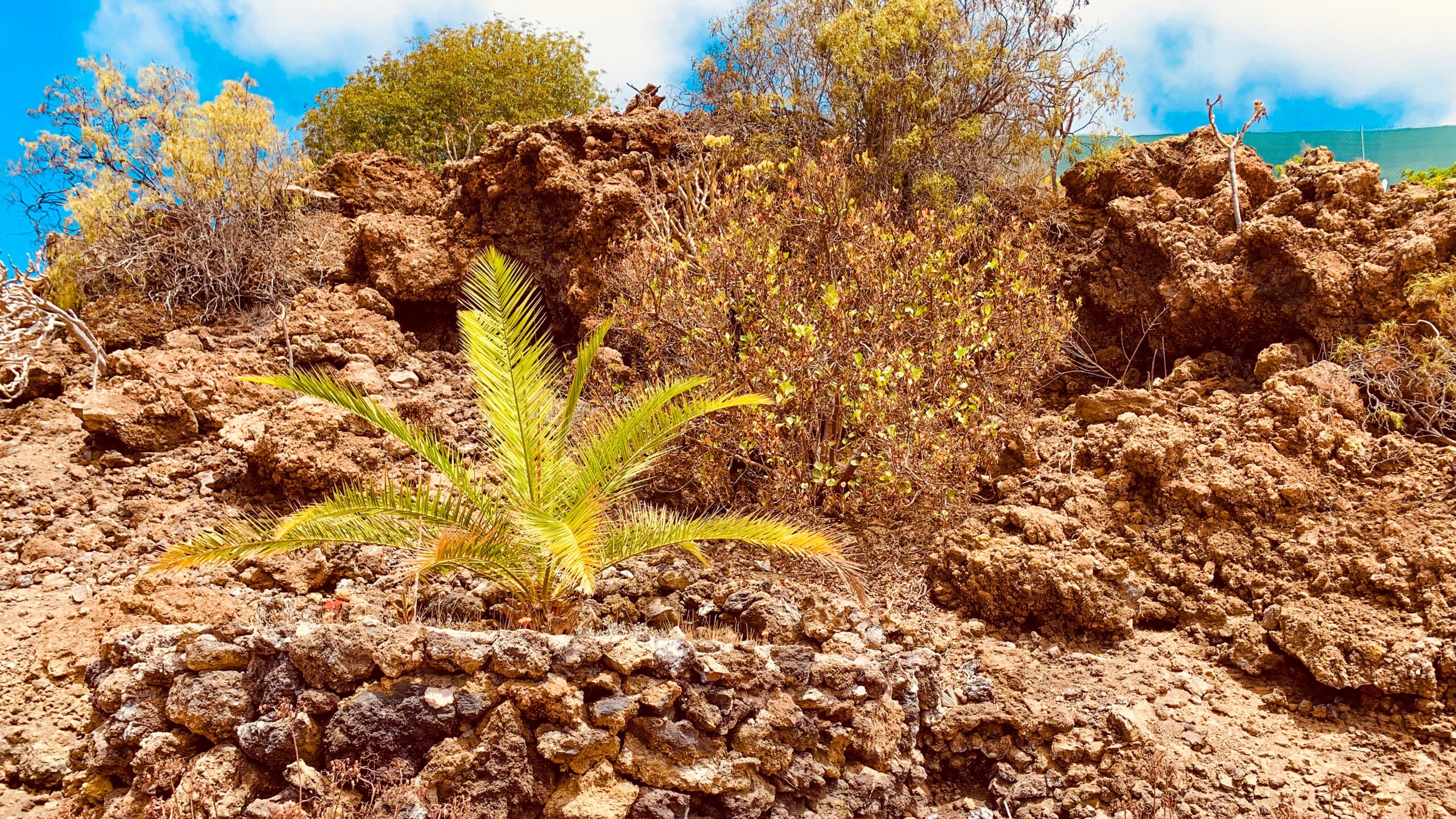 Atlantik, Teneriffa, Finca bei Los Gigantes, im Lavafeld