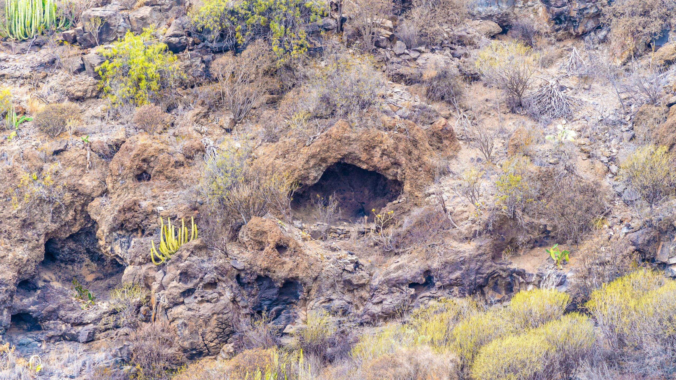 Atlantik, Teneriffa, Finca bei Los Gigantes, im Lavafeld