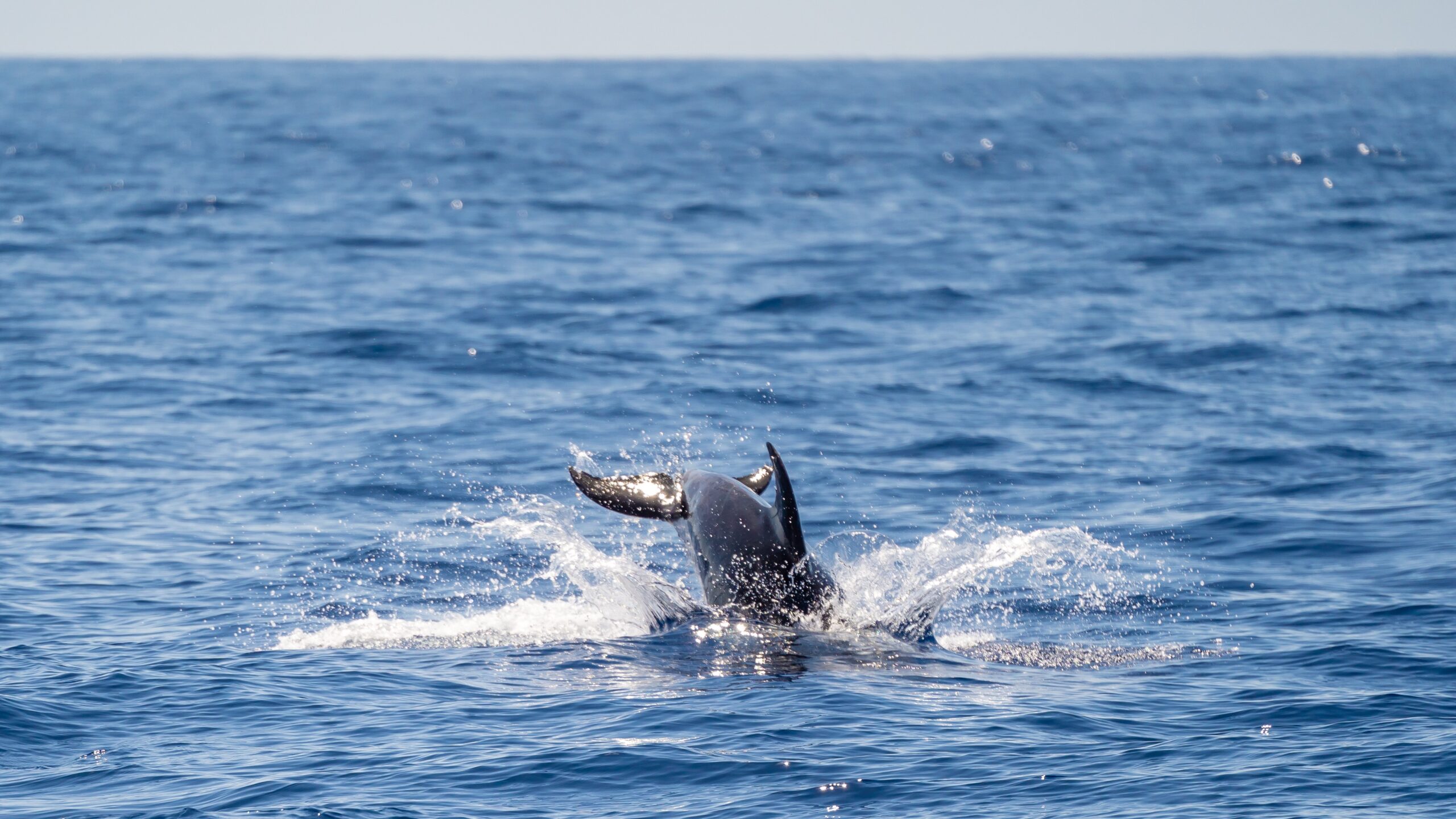 Atlantik, Teneriffa, vor Los Gigantes, Delfine