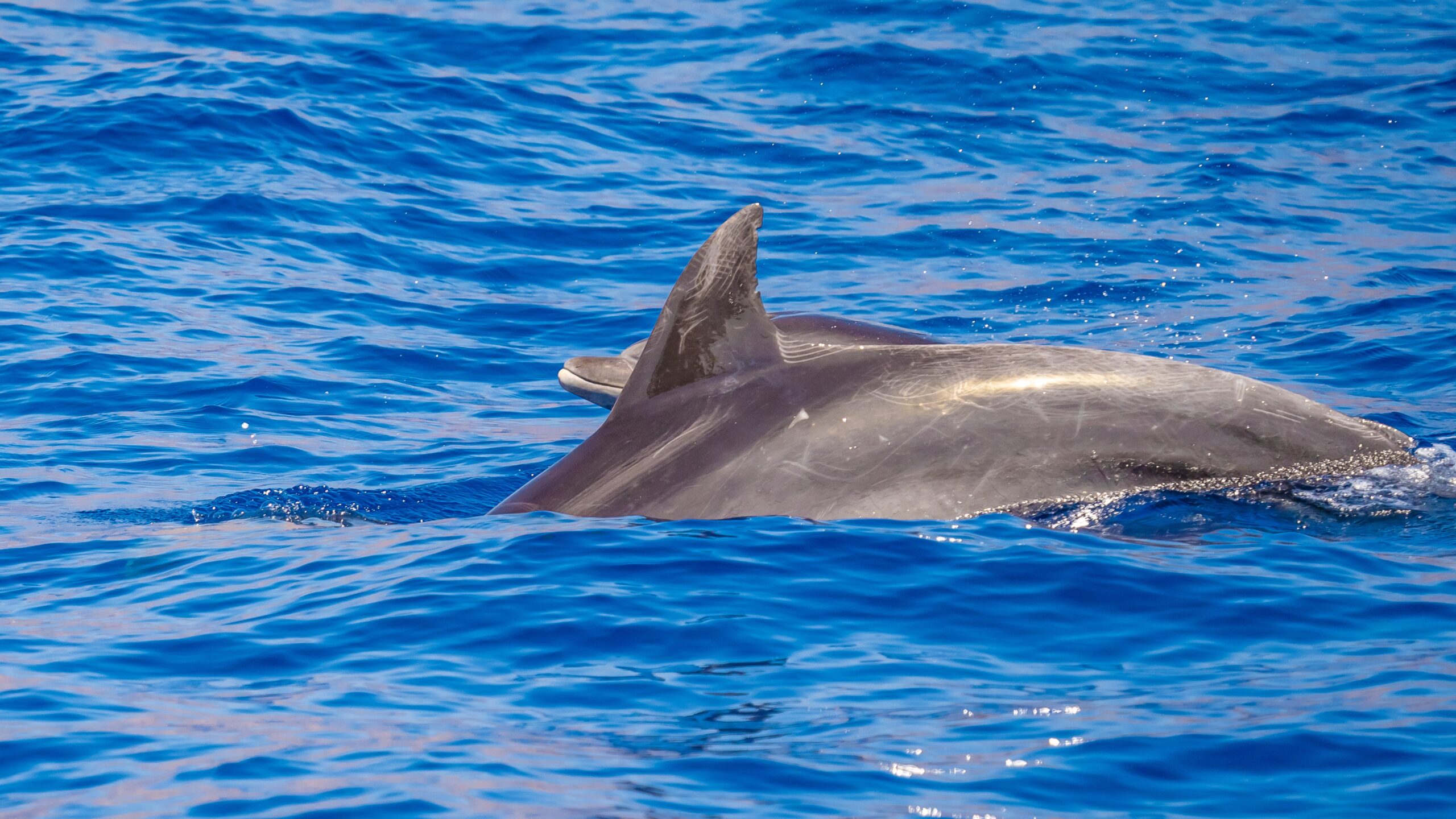 Atlantik, Teneriffa, vor Los Gigantes, Delfine