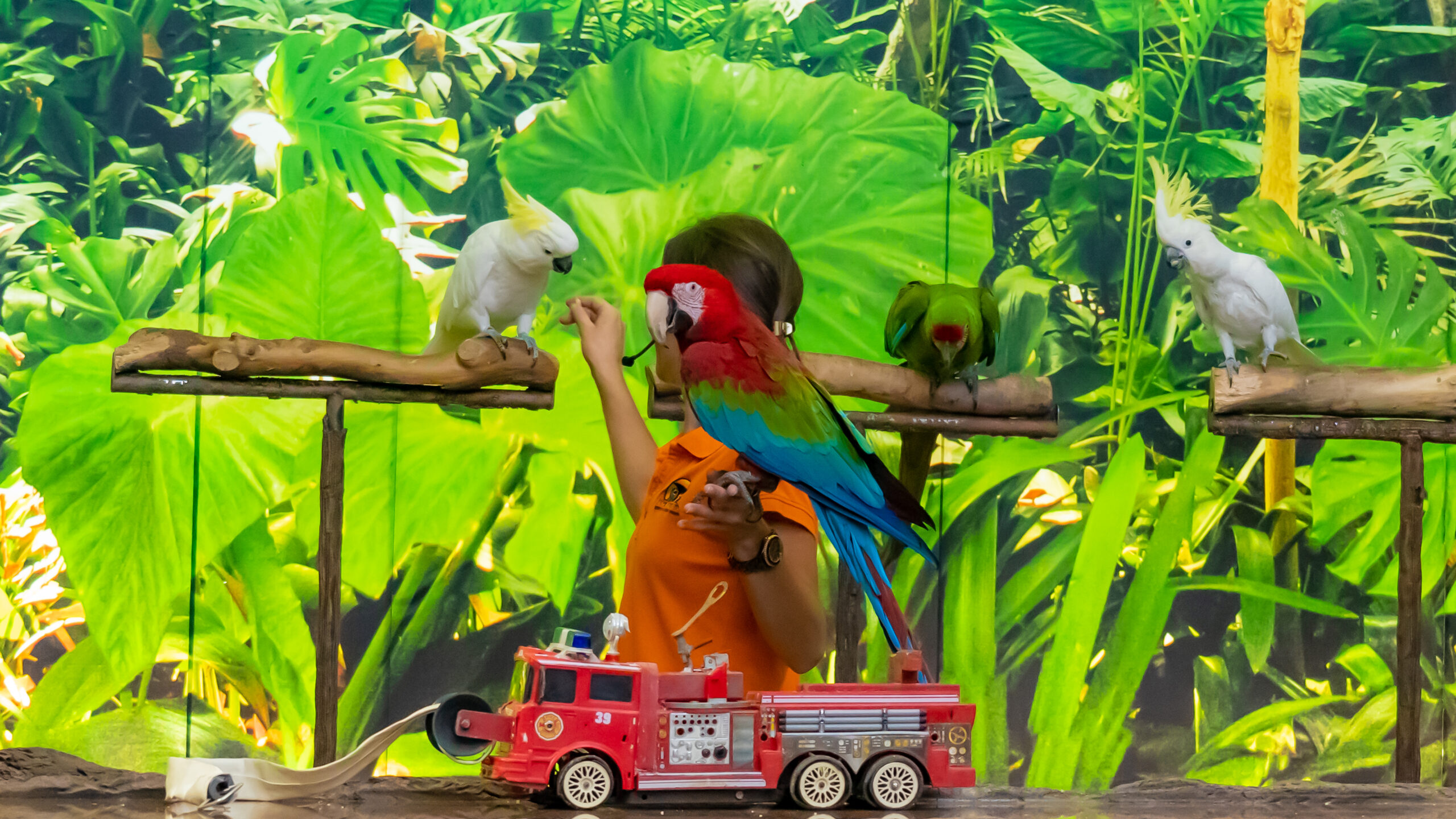 Atlantik, Teneriffa, La Orotava, Loro Parque, Papageien-Show