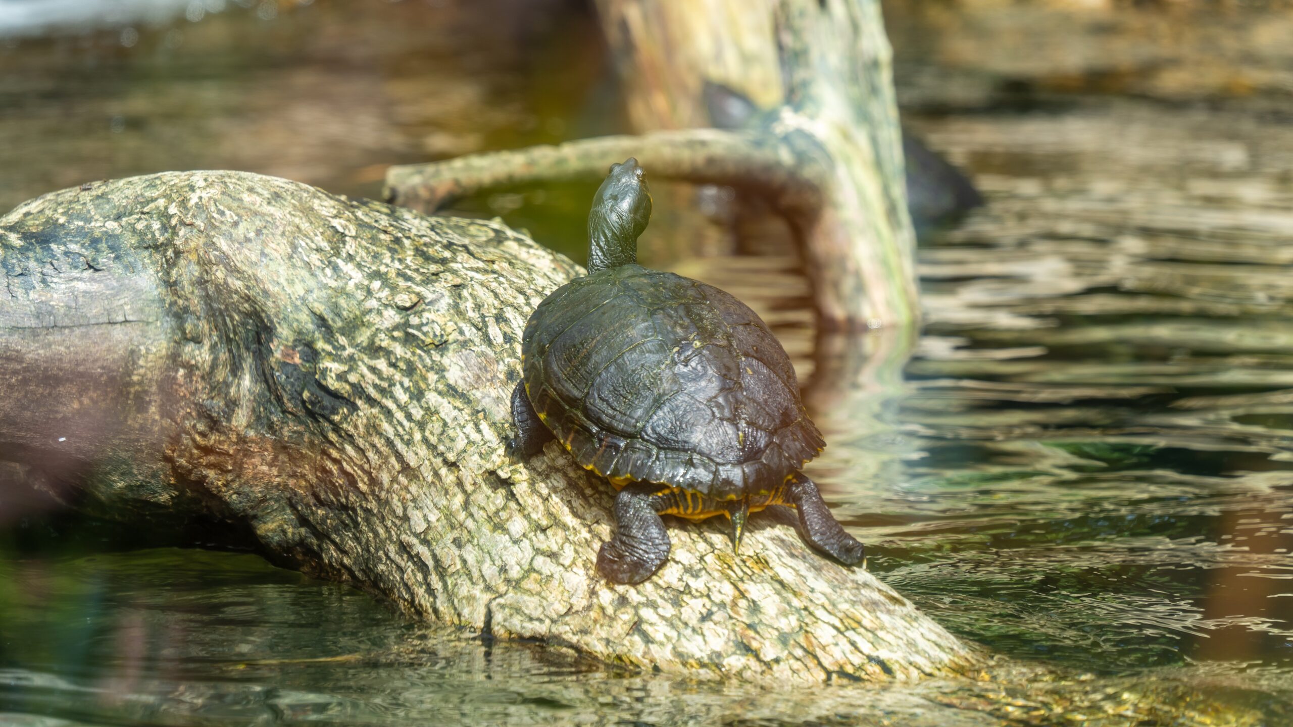 Atlantik, Teneriffa, La Orotava, Loro Parque