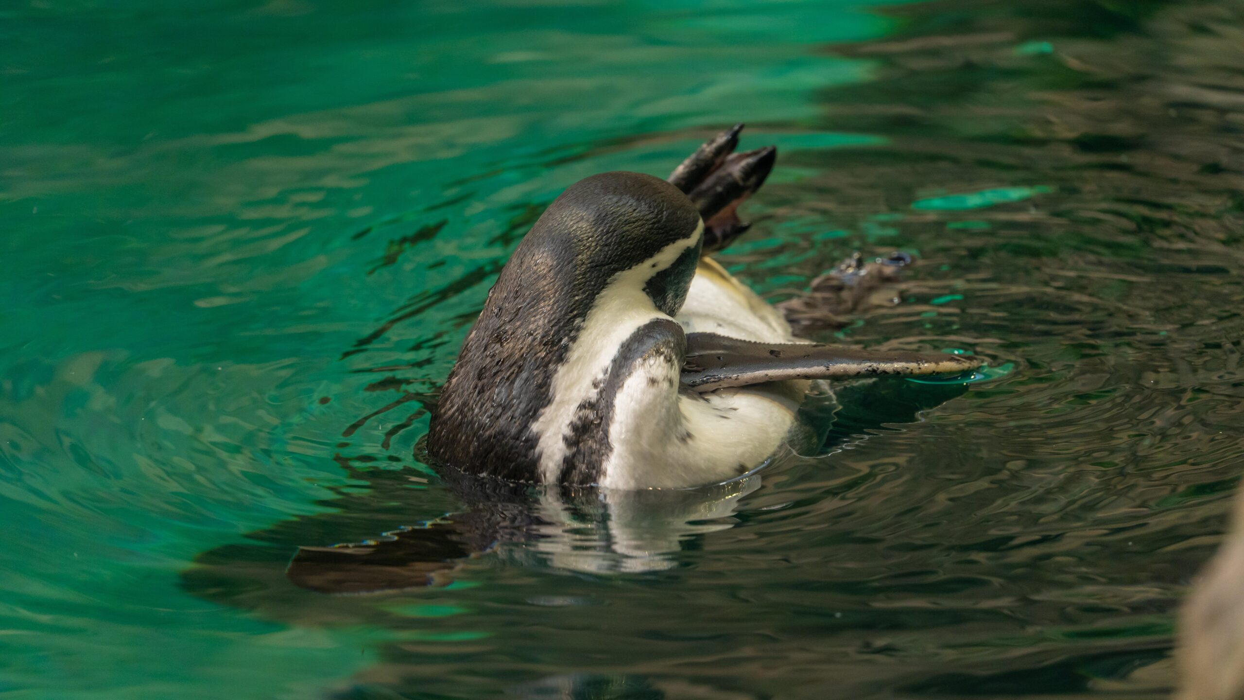 Atlantik, Teneriffa, La Orotava, Loro Parque, Pinguin-Zucht