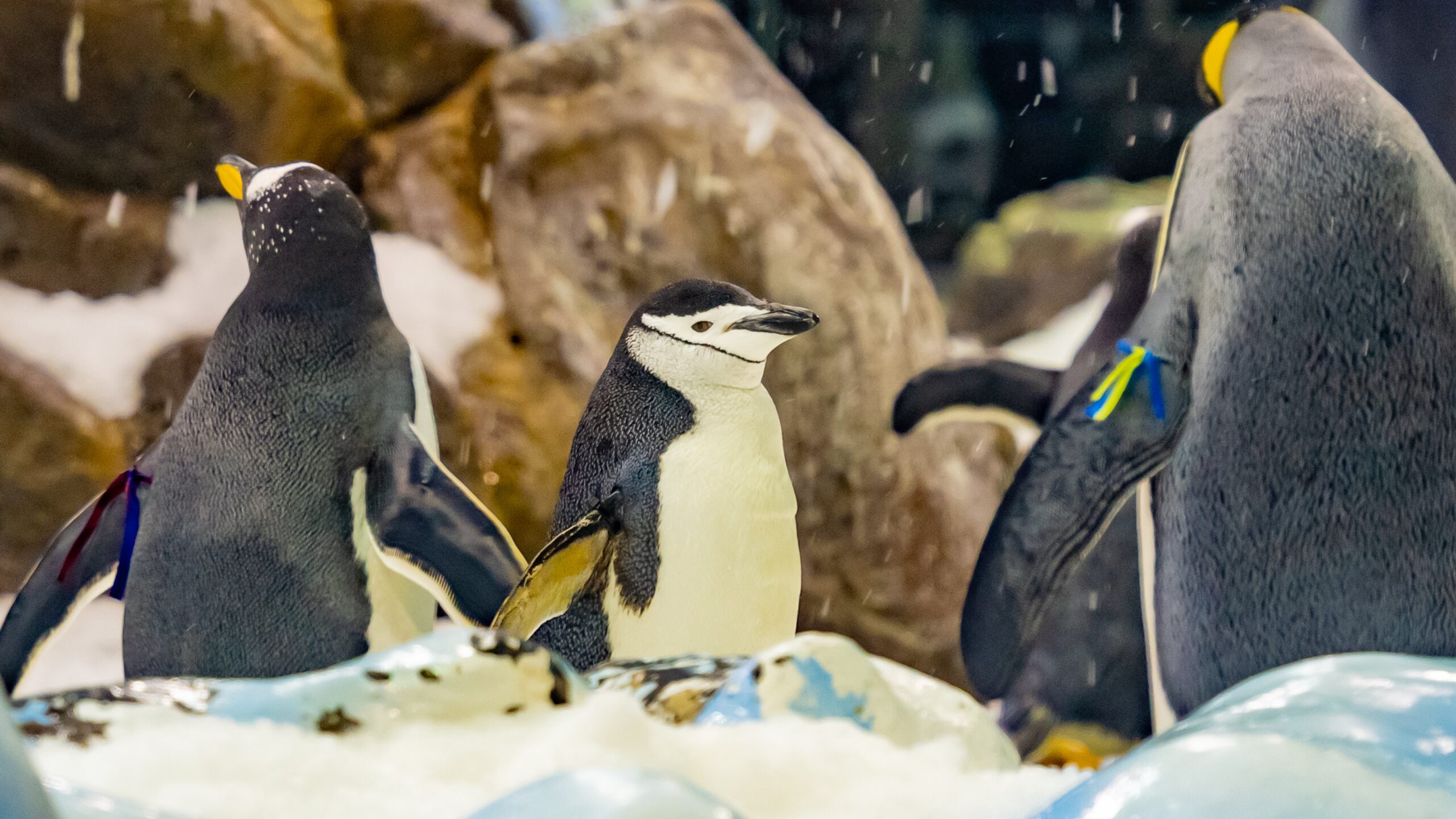 Atlantik, Teneriffa, La Orotava, Loro Parque, Pinguin-Zucht