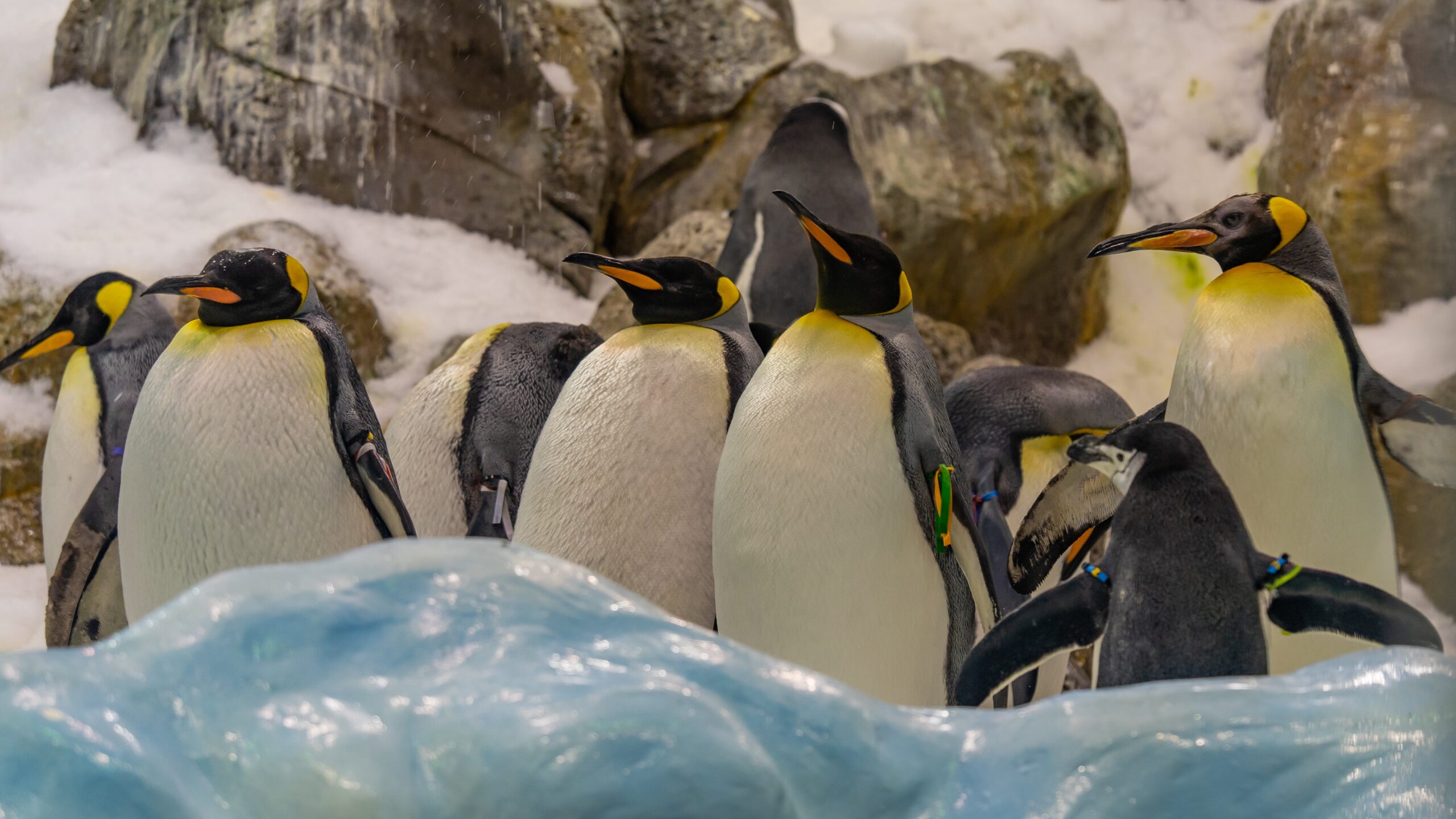 Atlantik, Teneriffa, La Orotava, Loro Parque, Pinguin-Zucht