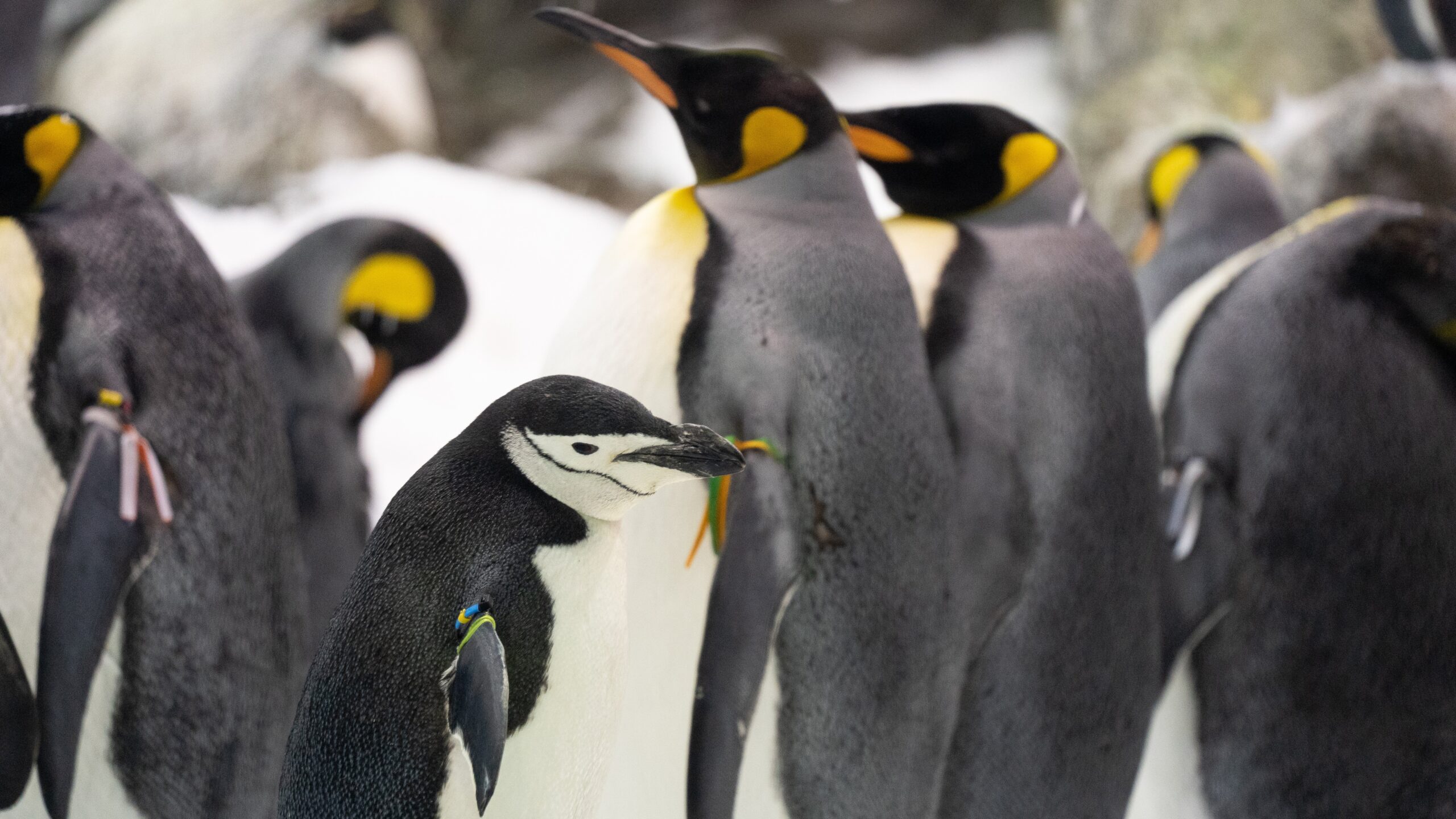 Atlantik, Teneriffa, La Orotava, Loro Parque, Pinguin-Zucht