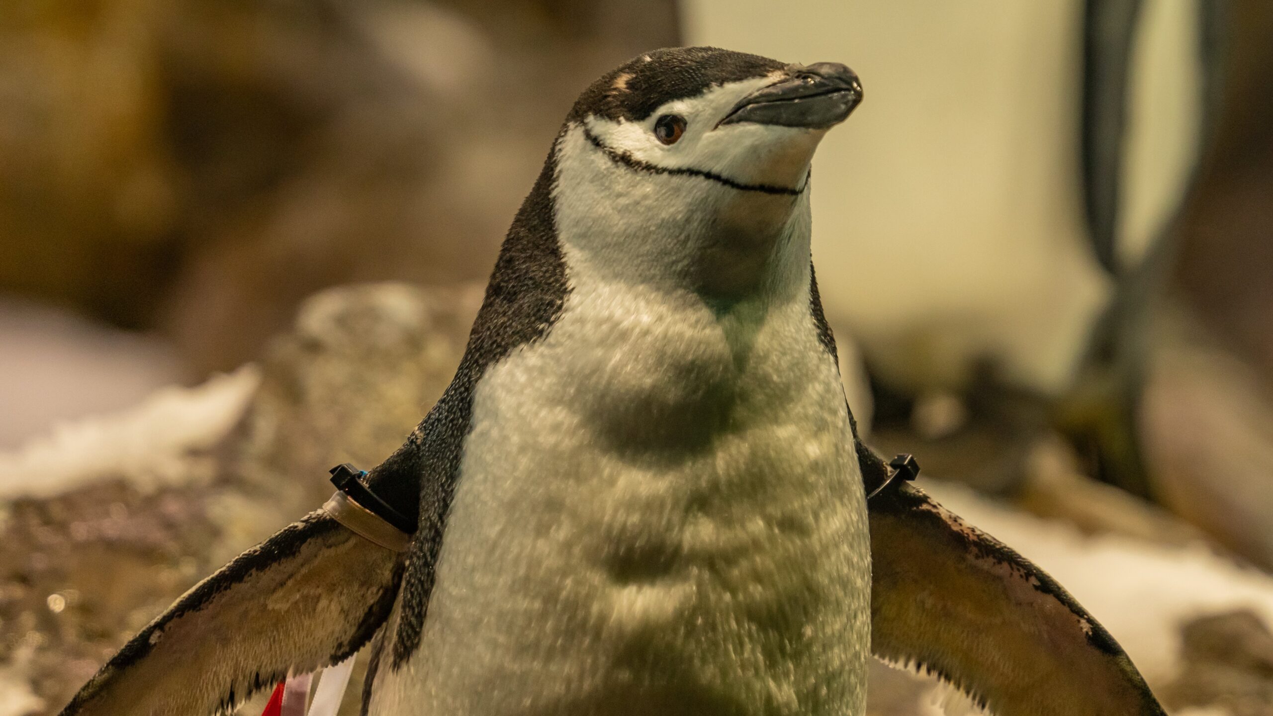 Atlantik, Teneriffa, La Orotava, Loro Parque, Pinguin-Zucht
