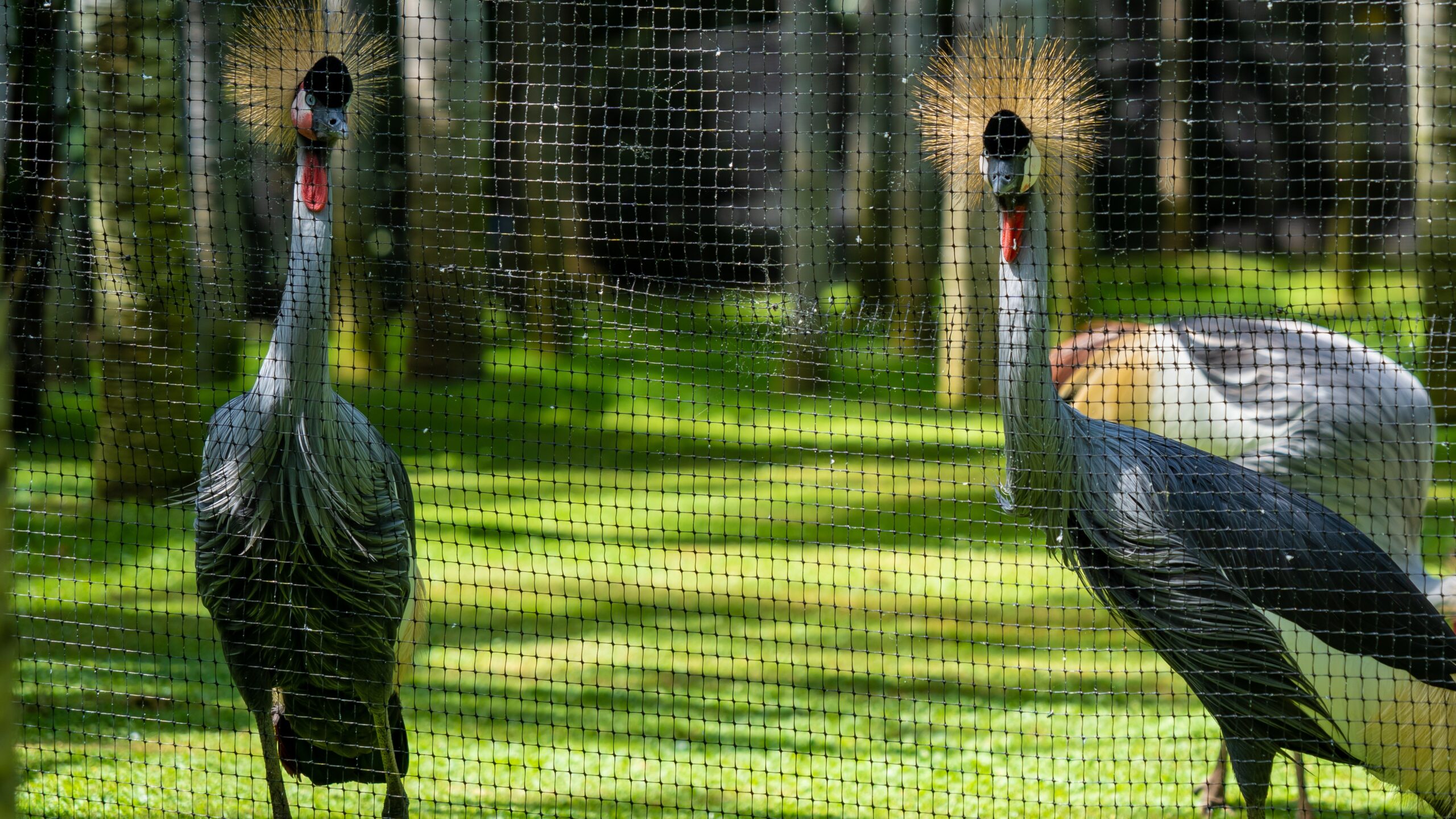 Atlantik, Teneriffa, La Orotava, Loro Parque