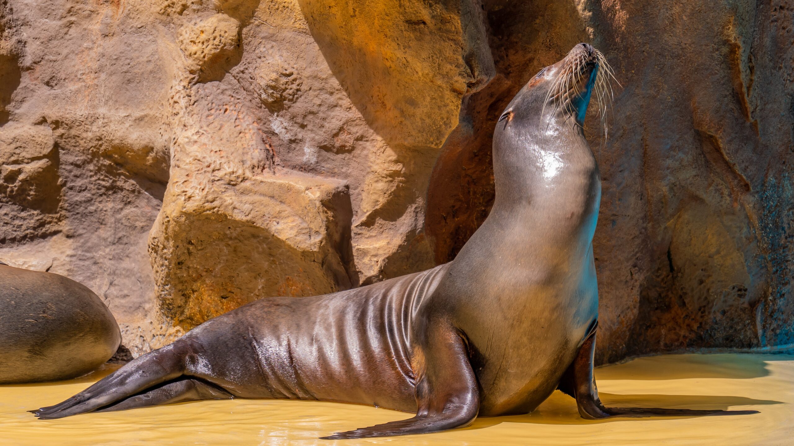 Atlantik, Teneriffa, La Orotava, Loro Parque, Seelöwen