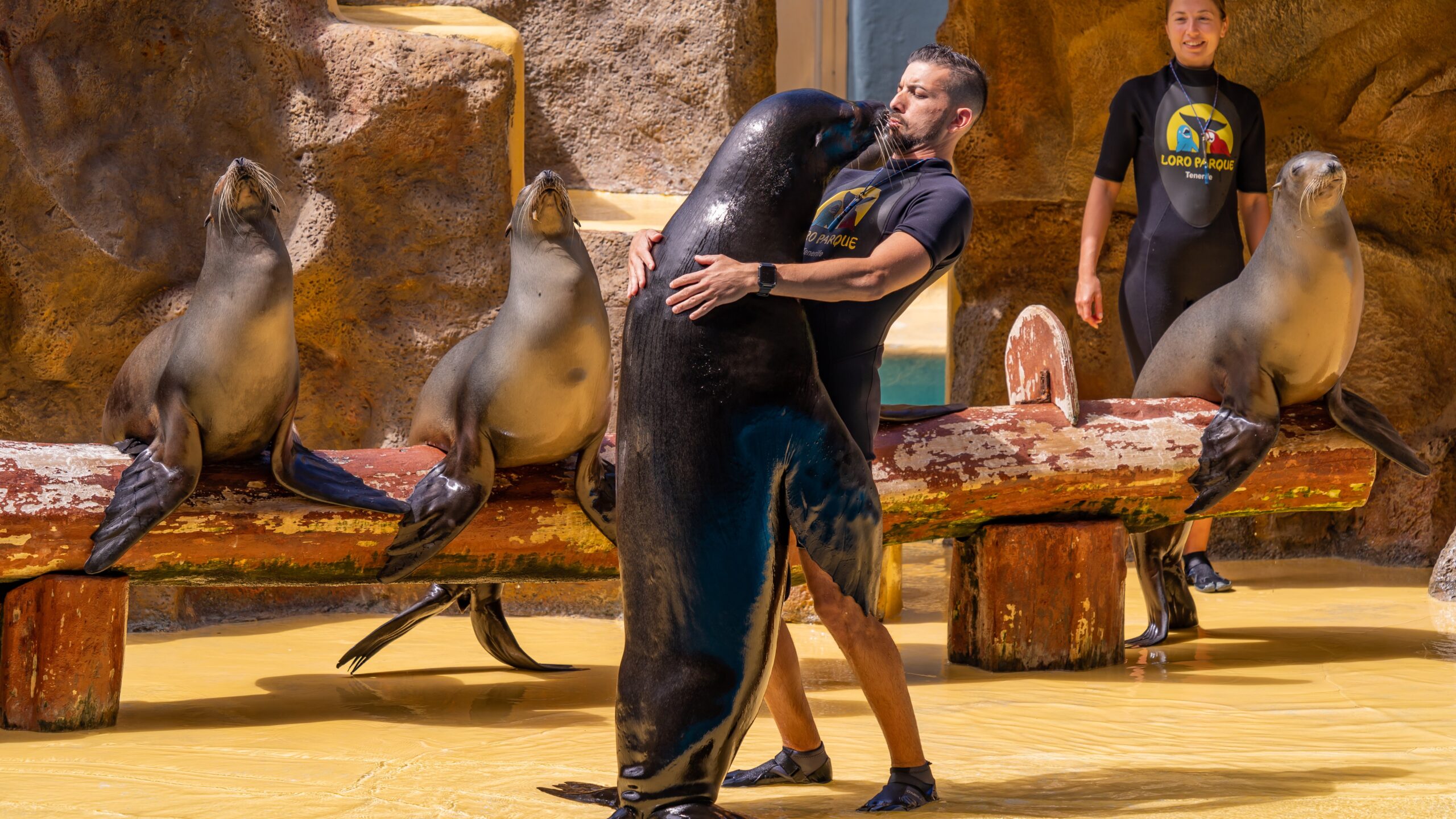 Atlantik, Teneriffa, La Orotava, Loro Parque, Seelöwen