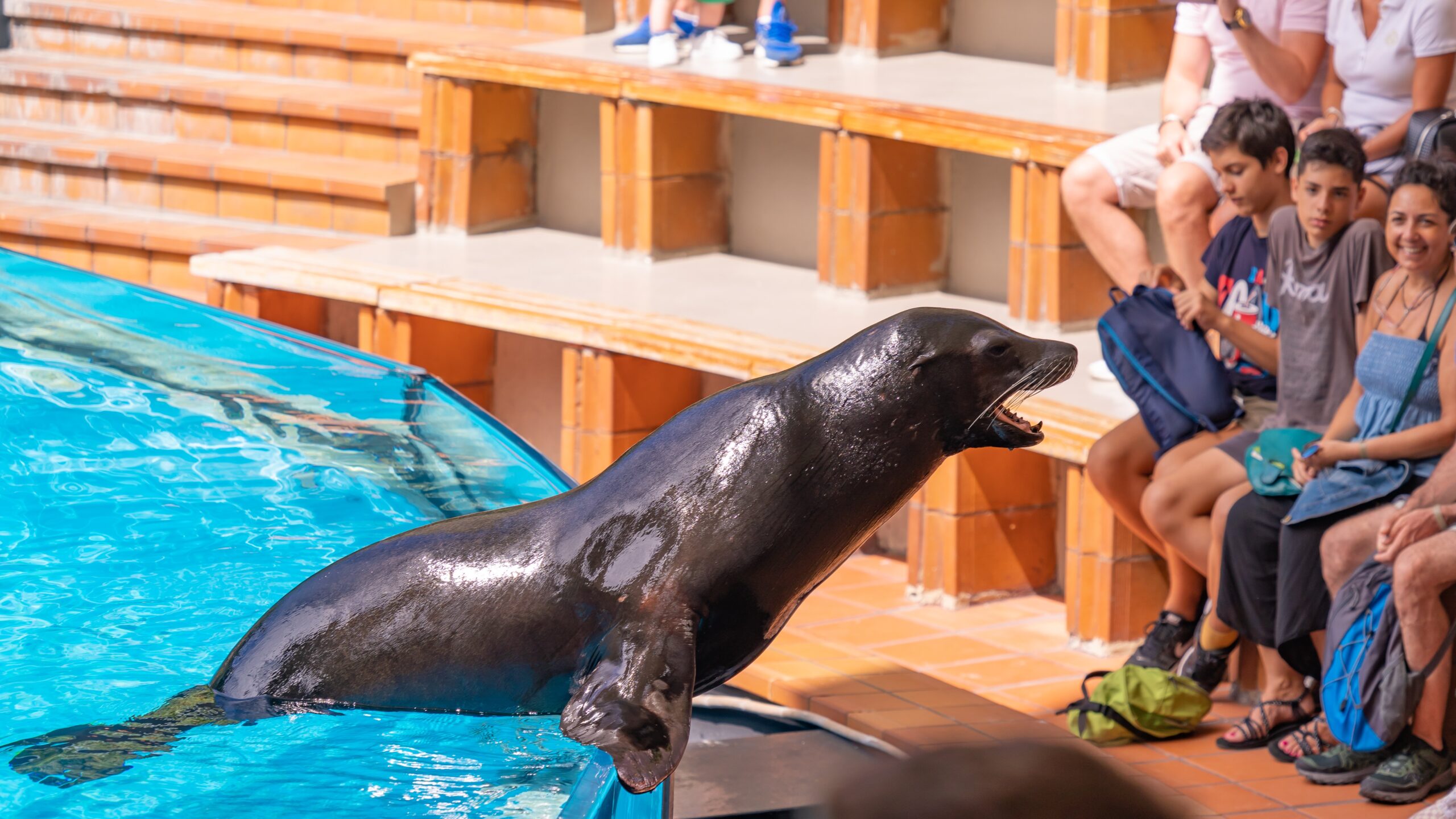 Atlantik, Teneriffa, La Orotava, Loro Parque, Seelöwen