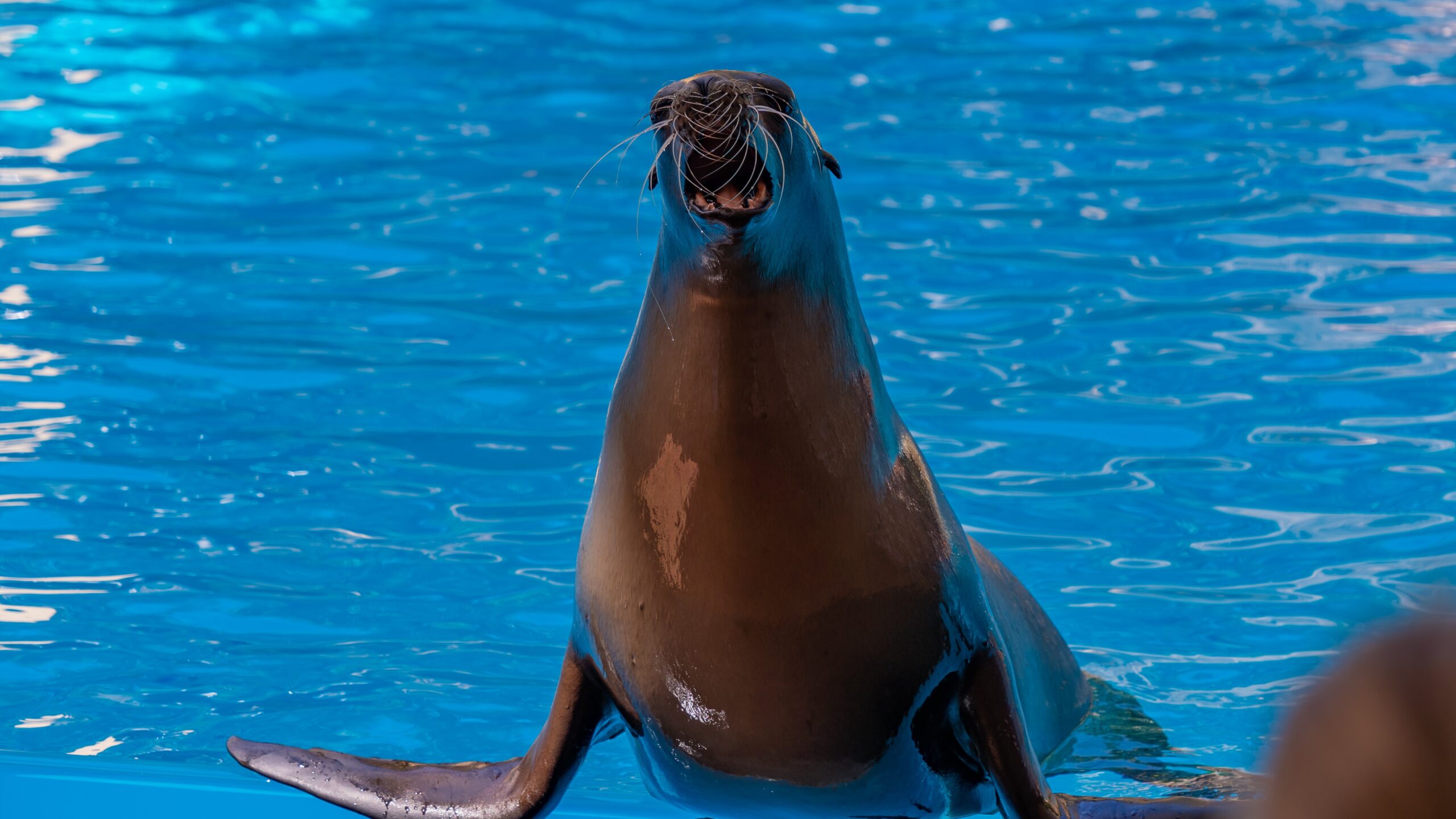 Atlantik, Teneriffa, La Orotava, Loro Parque, Seelöwen