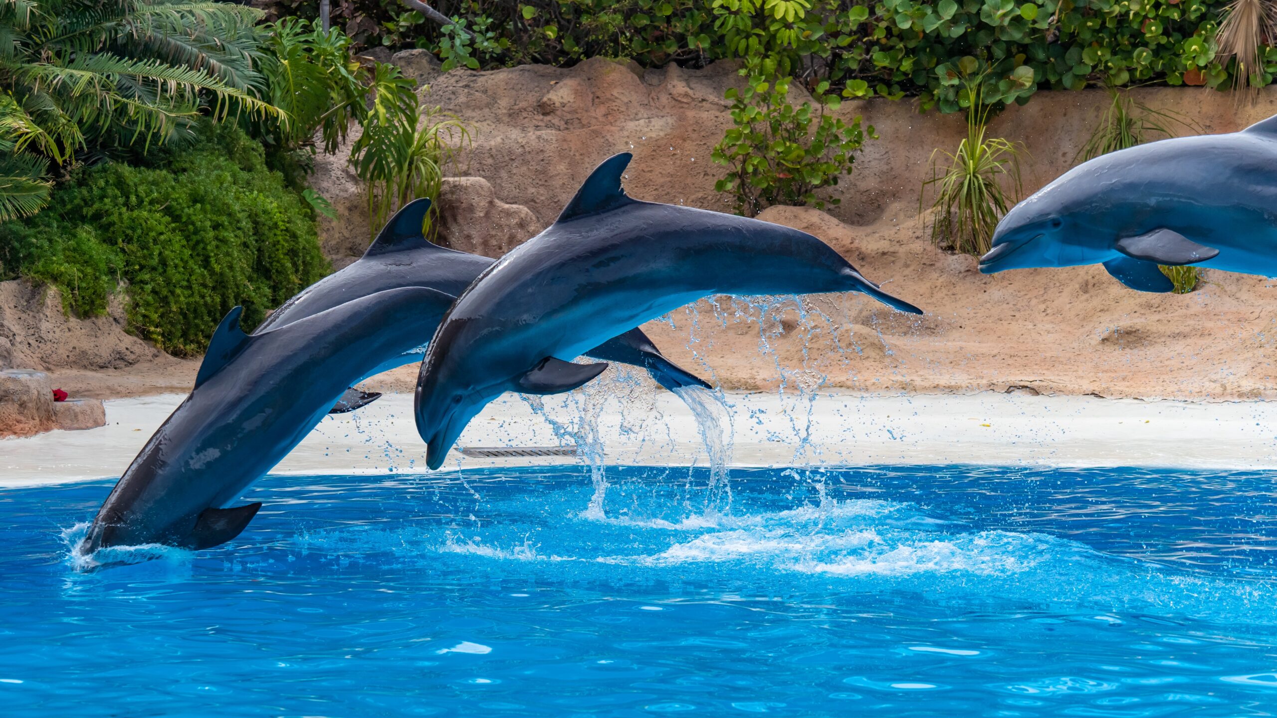 Atlantik, Teneriffa, La Orotava, Loro Parque, Delfine