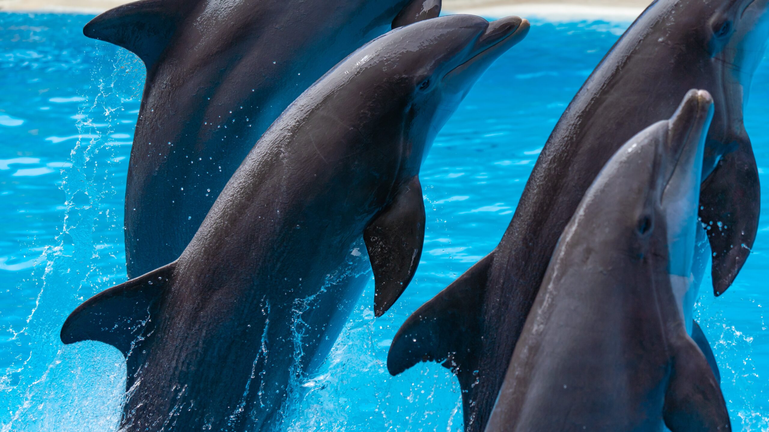 Atlantik, Teneriffa, La Orotava, Loro Parque, Delfine