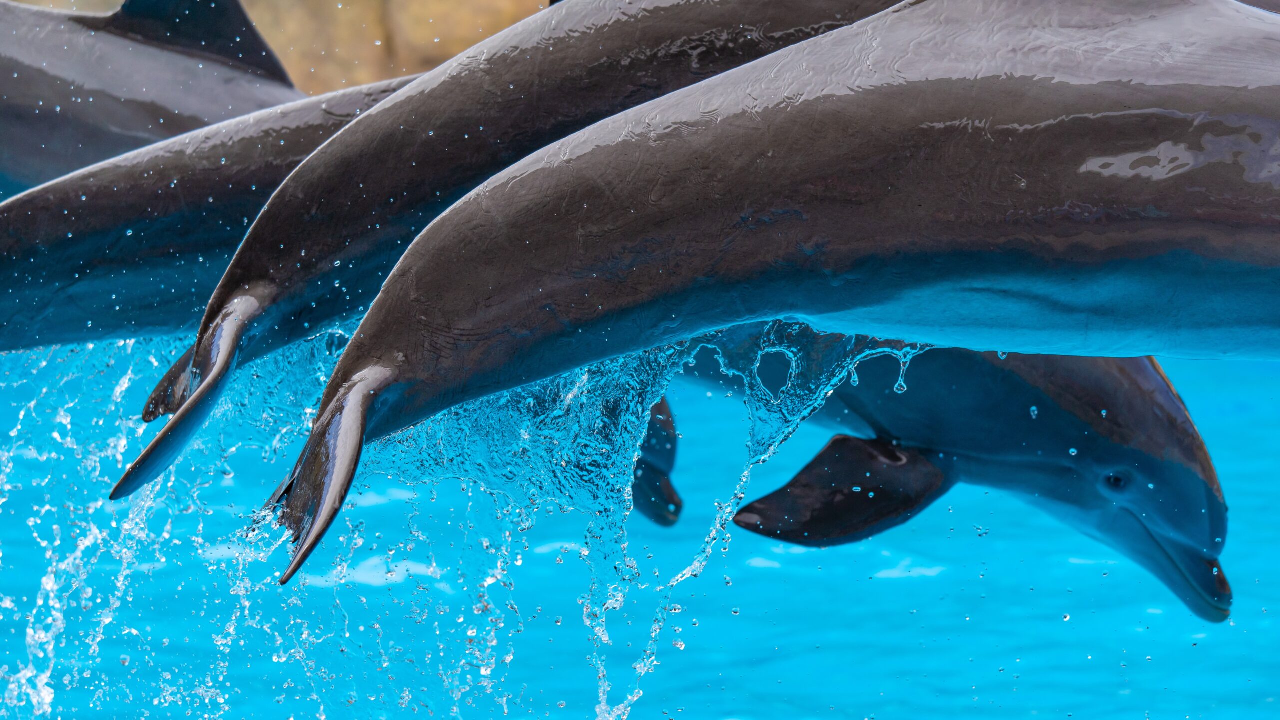 Atlantik, Teneriffa, La Orotava, Loro Parque, Delfine