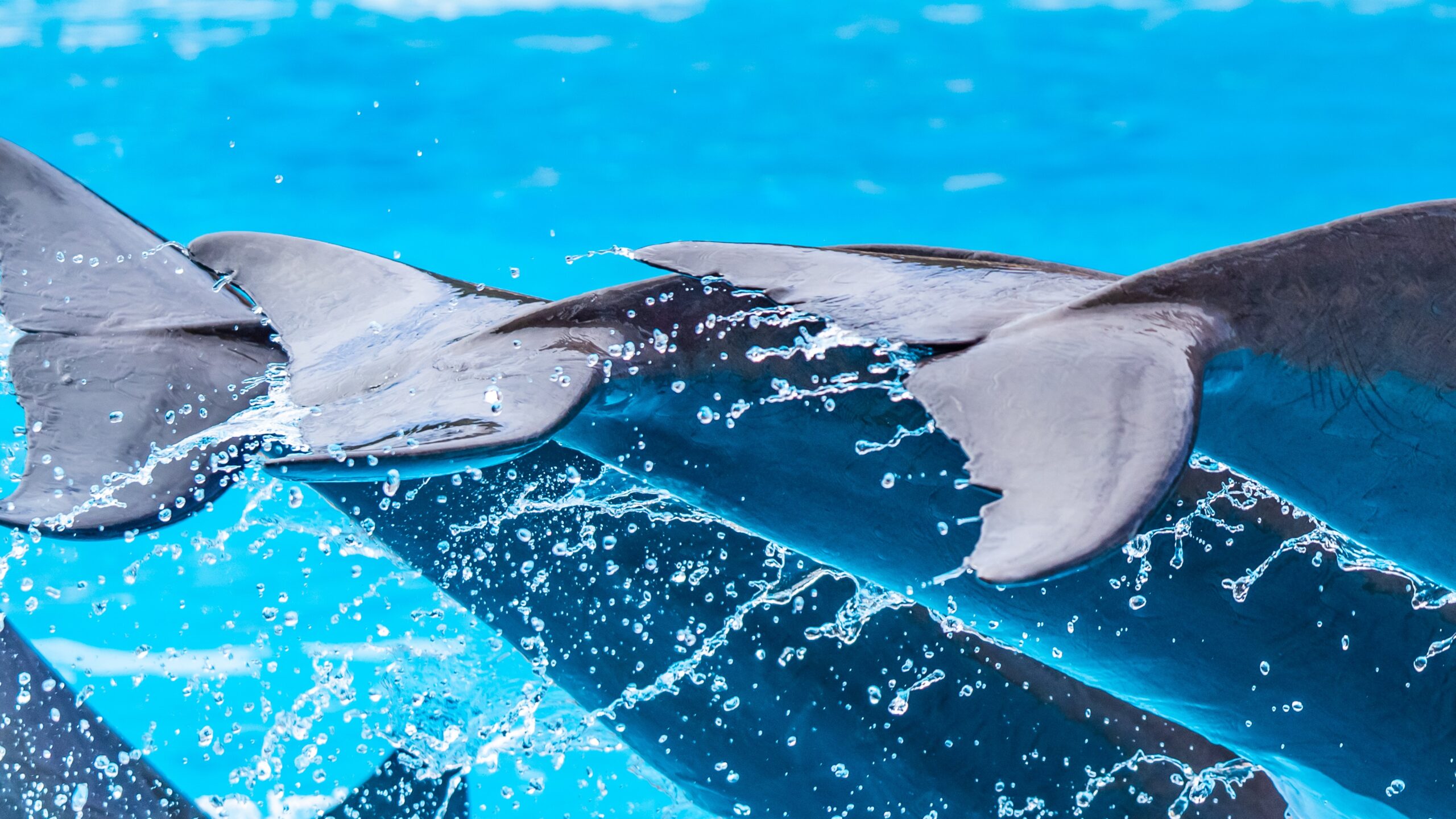 Atlantik, Teneriffa, La Orotava, Loro Parque, Delfine