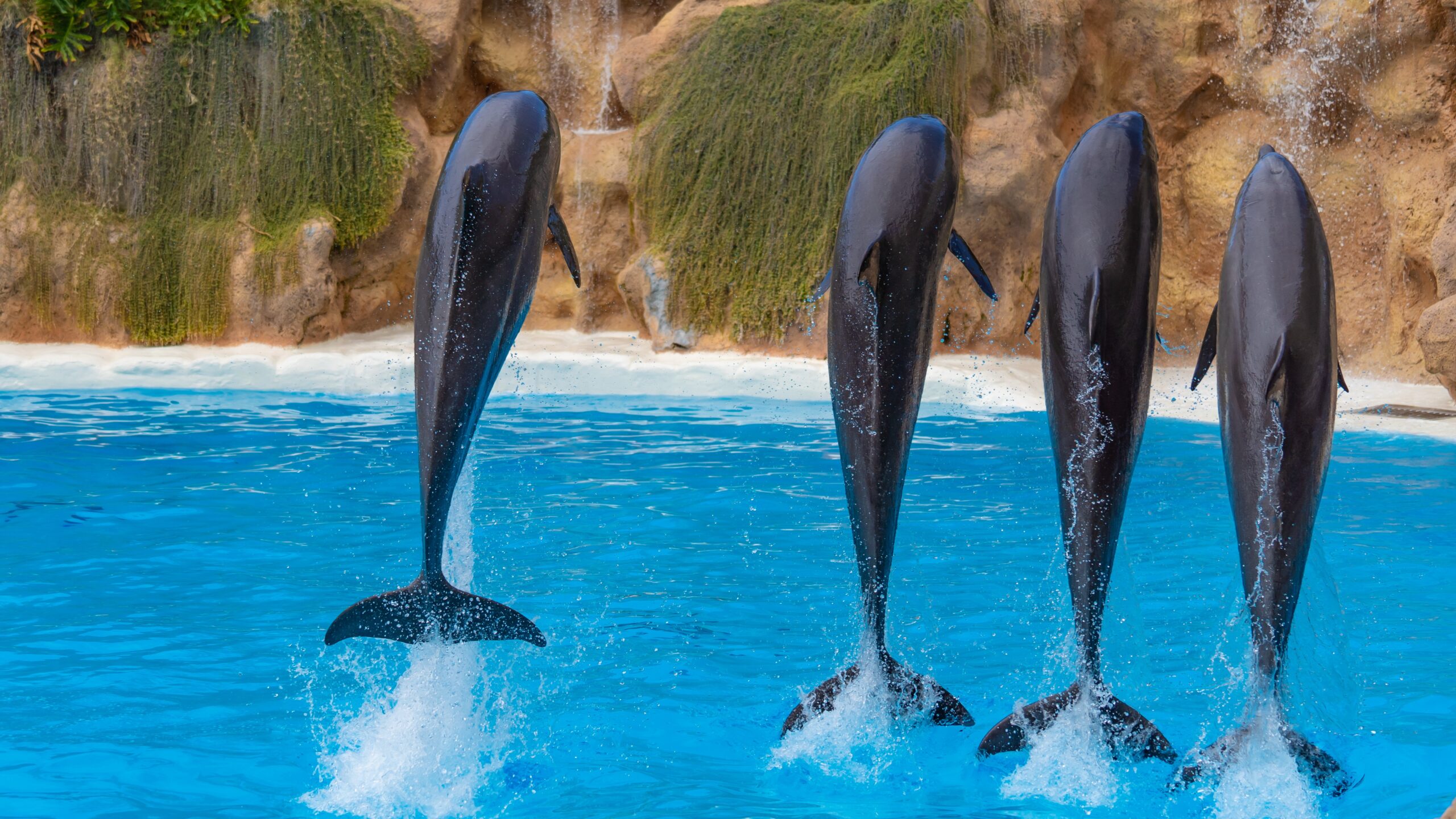 Atlantik, Teneriffa, La Orotava, Loro Parque, Delfine
