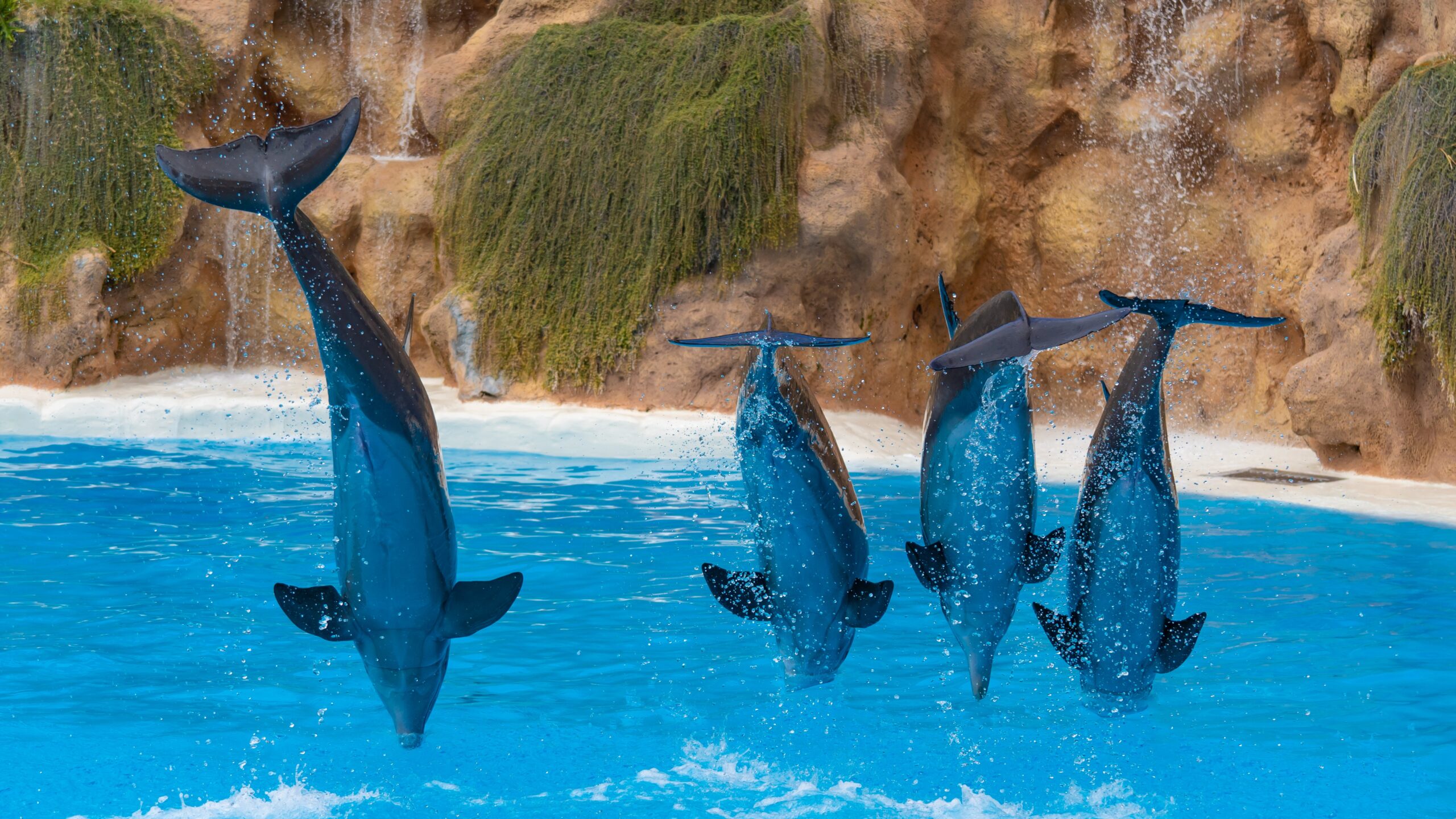 Atlantik, Teneriffa, La Orotava, Loro Parque, Delfine