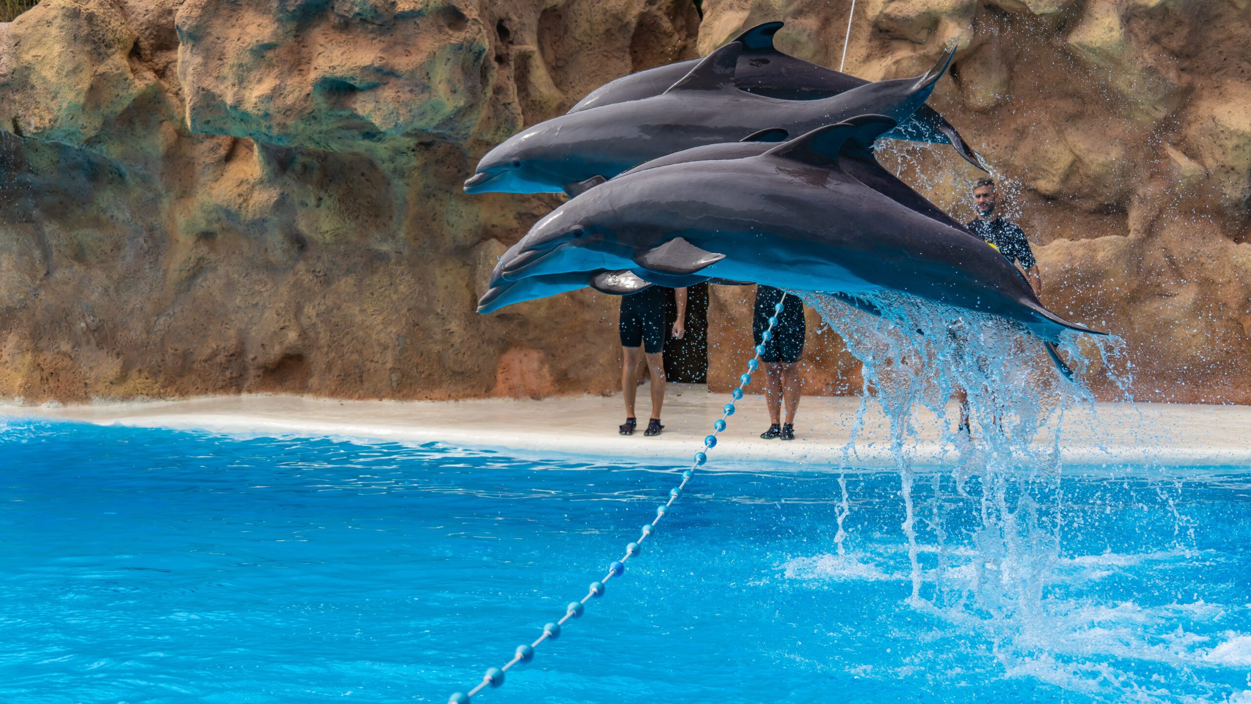 Atlantik, Teneriffa, La Orotava, Loro Parque, Delfine