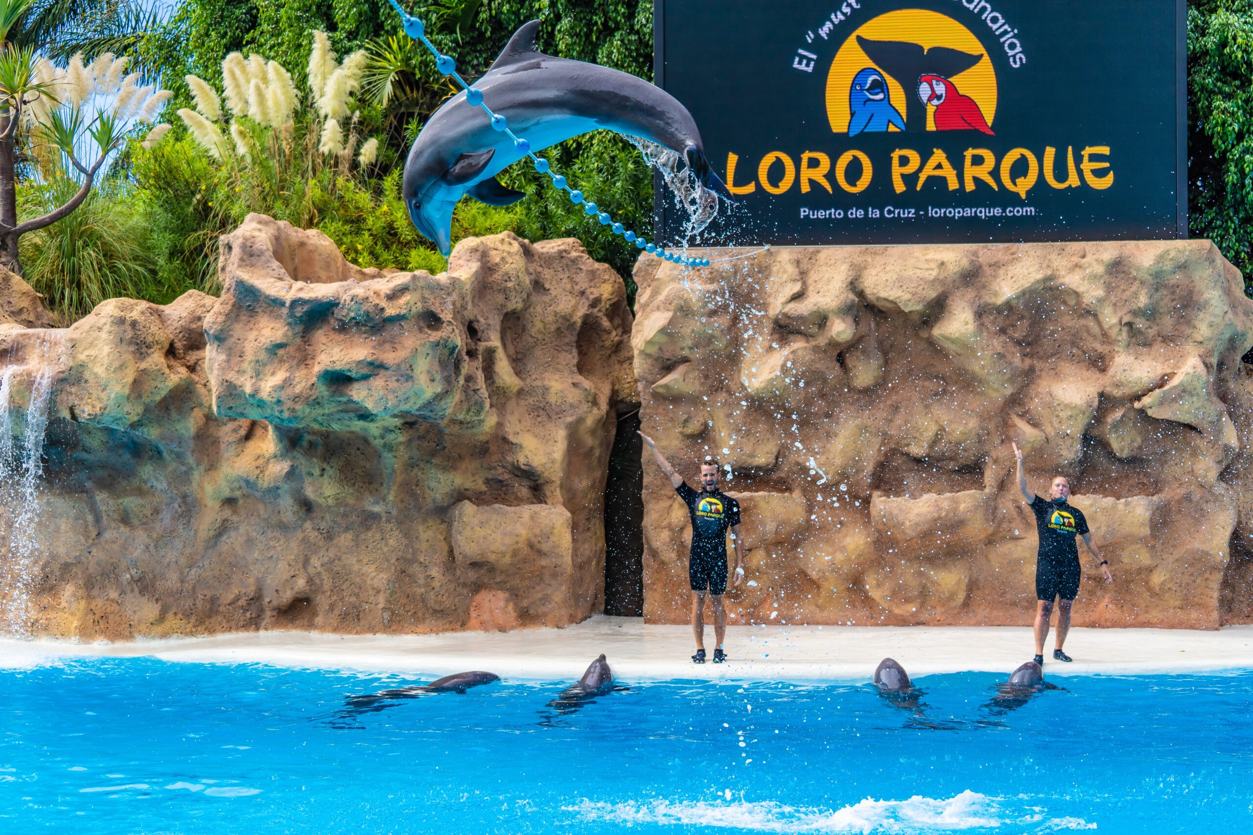 Atlantik, Teneriffa, La Orotava, Loro Parque, Delfine