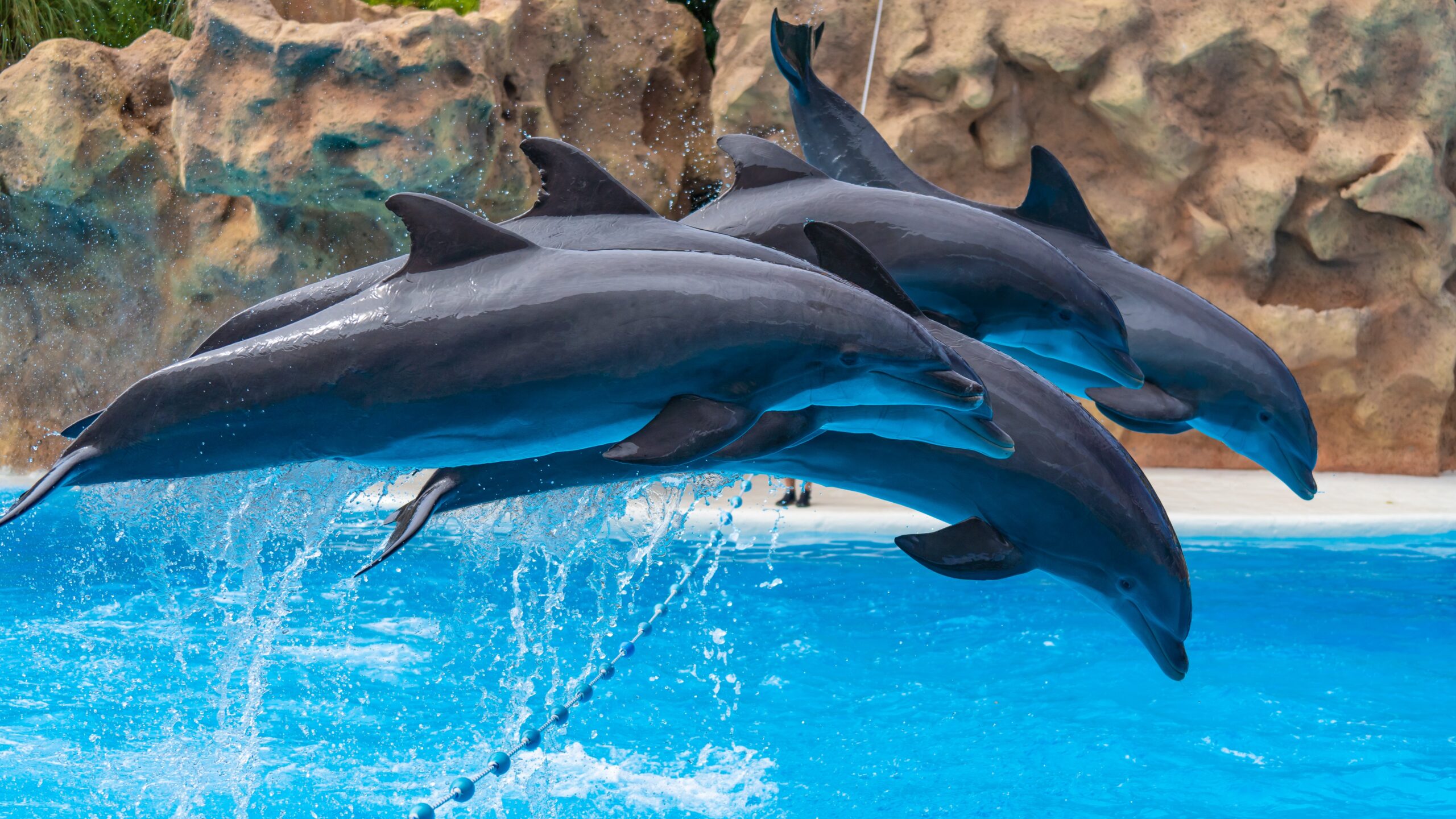 Atlantik, Teneriffa, La Orotava, Loro Parque, Delfine
