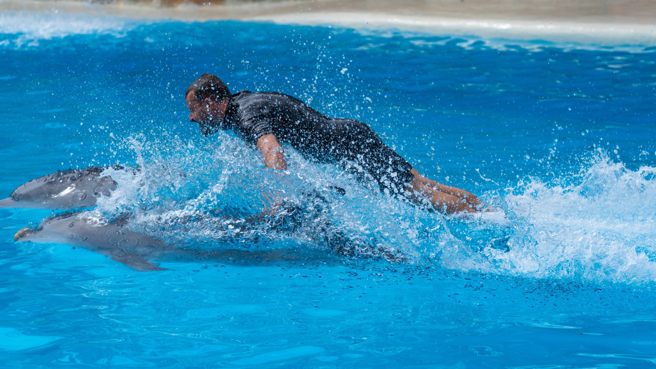 Atlantik, Teneriffa, La Orotava, Loro Parque, Delfine