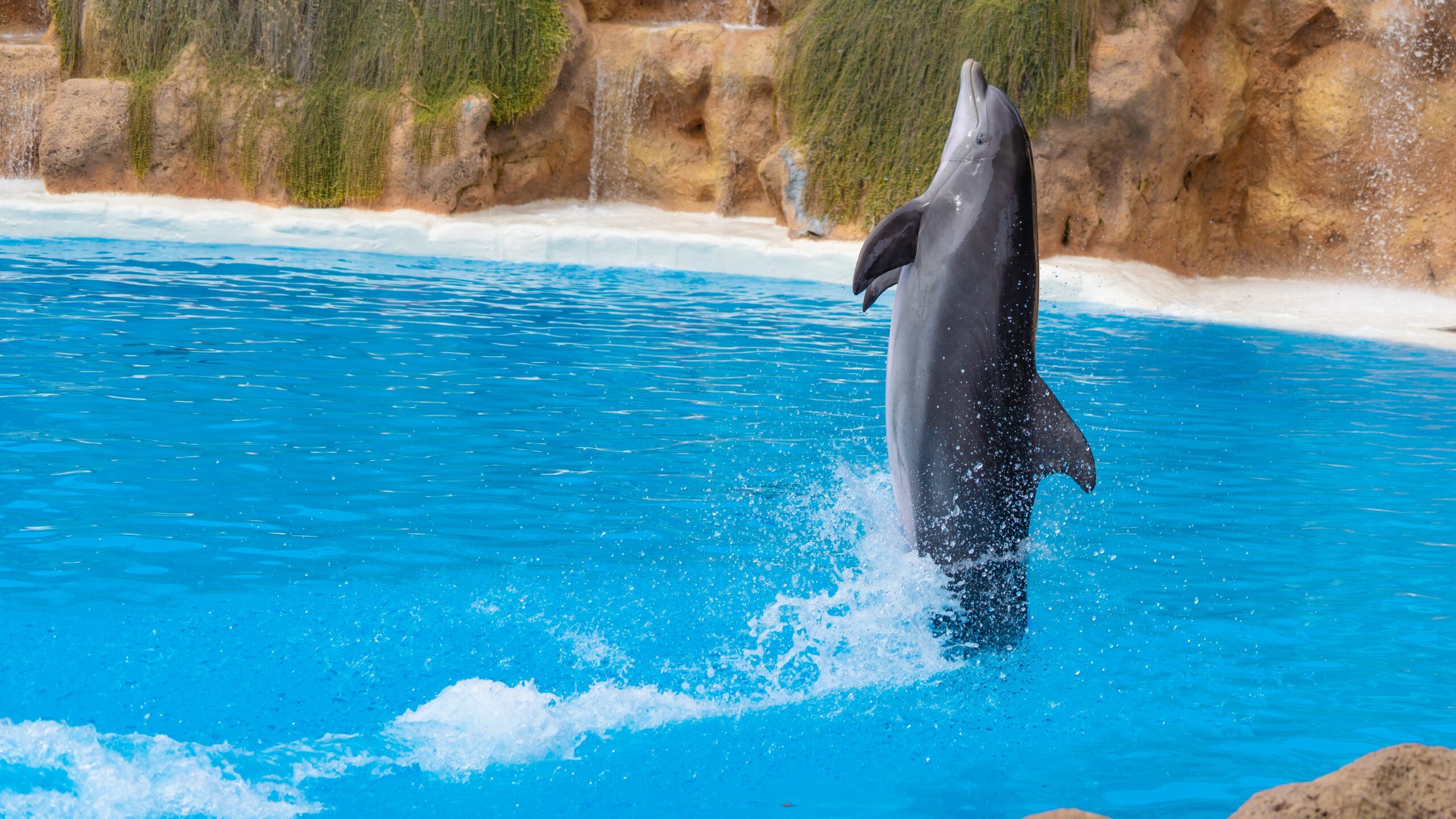 Atlantik, Teneriffa, La Orotava, Loro Parque, Delfine