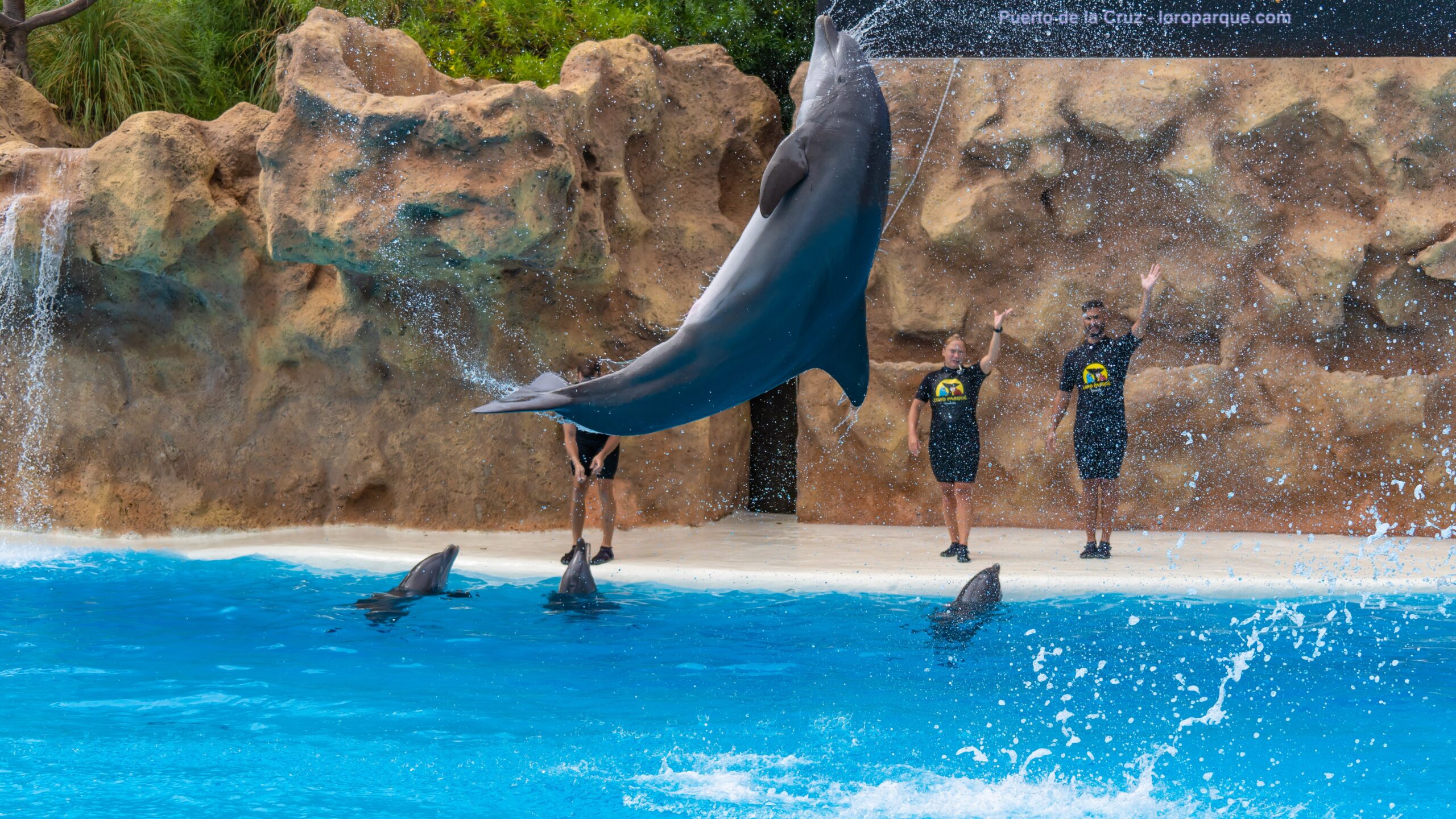 Atlantik, Teneriffa, La Orotava, Loro Parque, Delfine