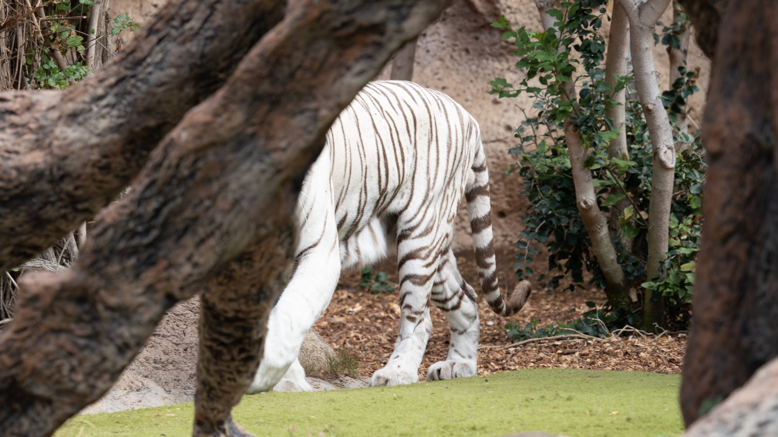 Atlantik, Teneriffa, La Orotava, im Loro Parque