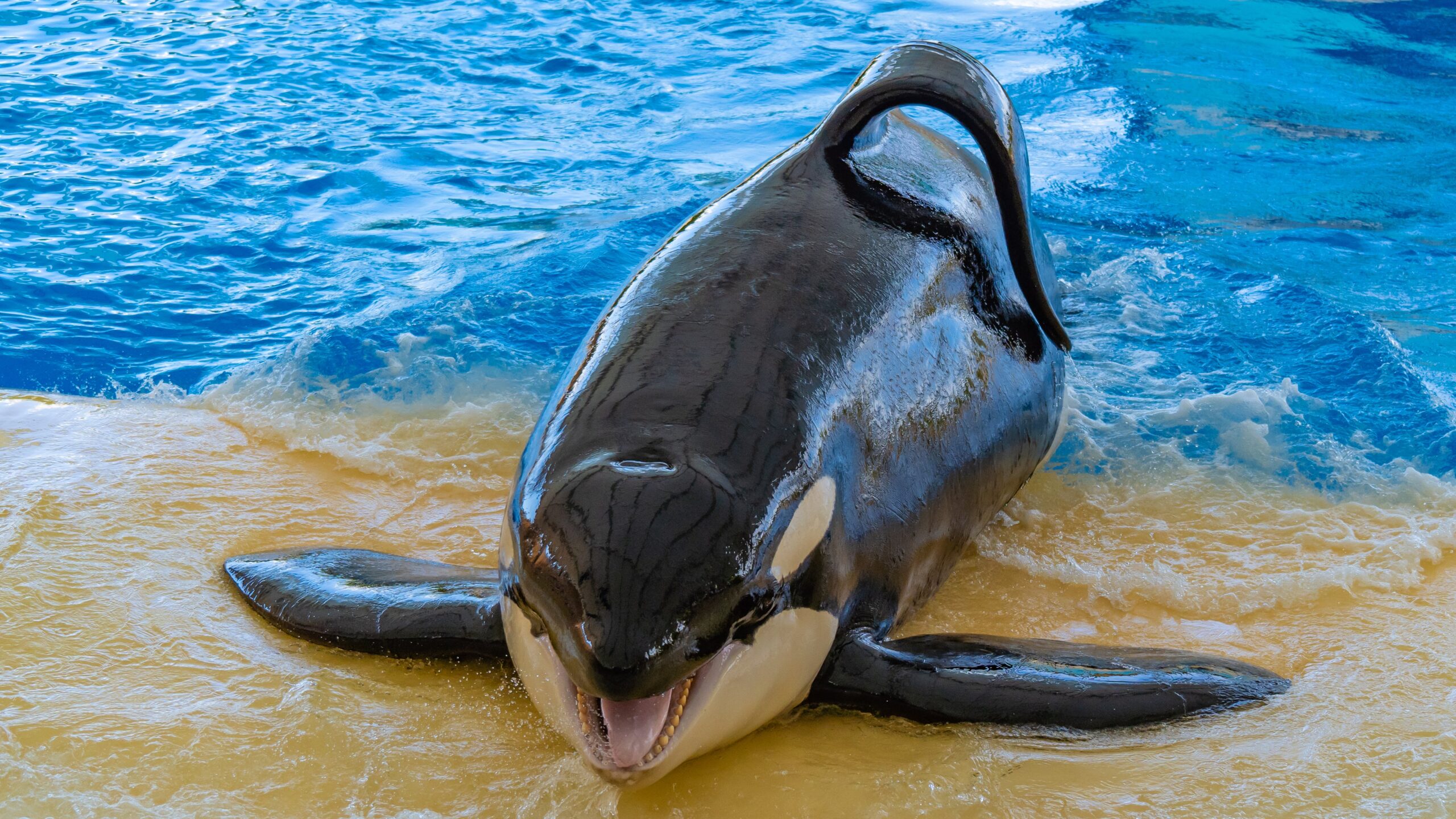 Atlantik, Teneriffa, La Orotava, im Loro Parque, Orca-Zucht (Killerwale)