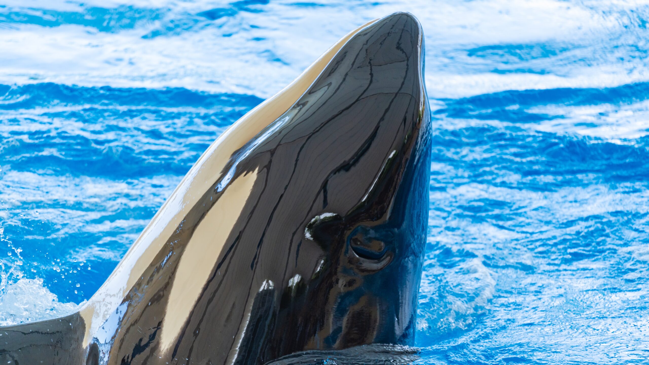 Atlantik, Teneriffa, Orca