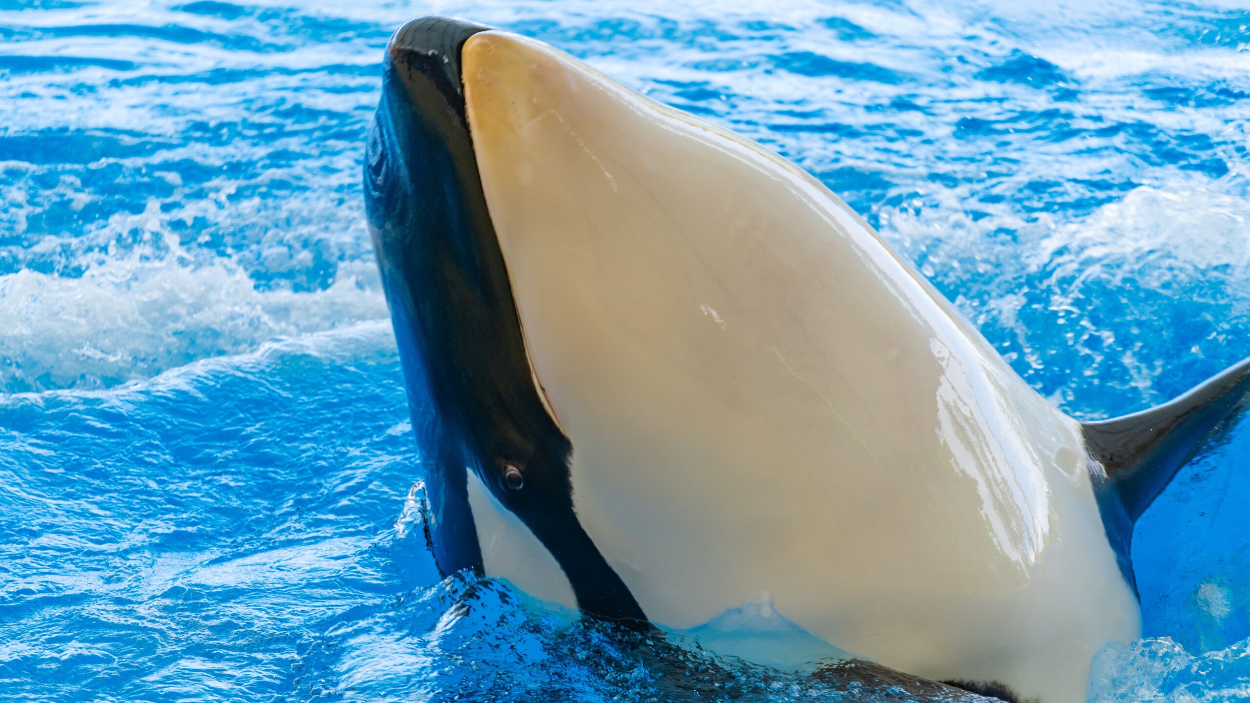 Atlantik, Teneriffa, La Orotava, im Loro Parque, Orca-Zucht (Killerwale)