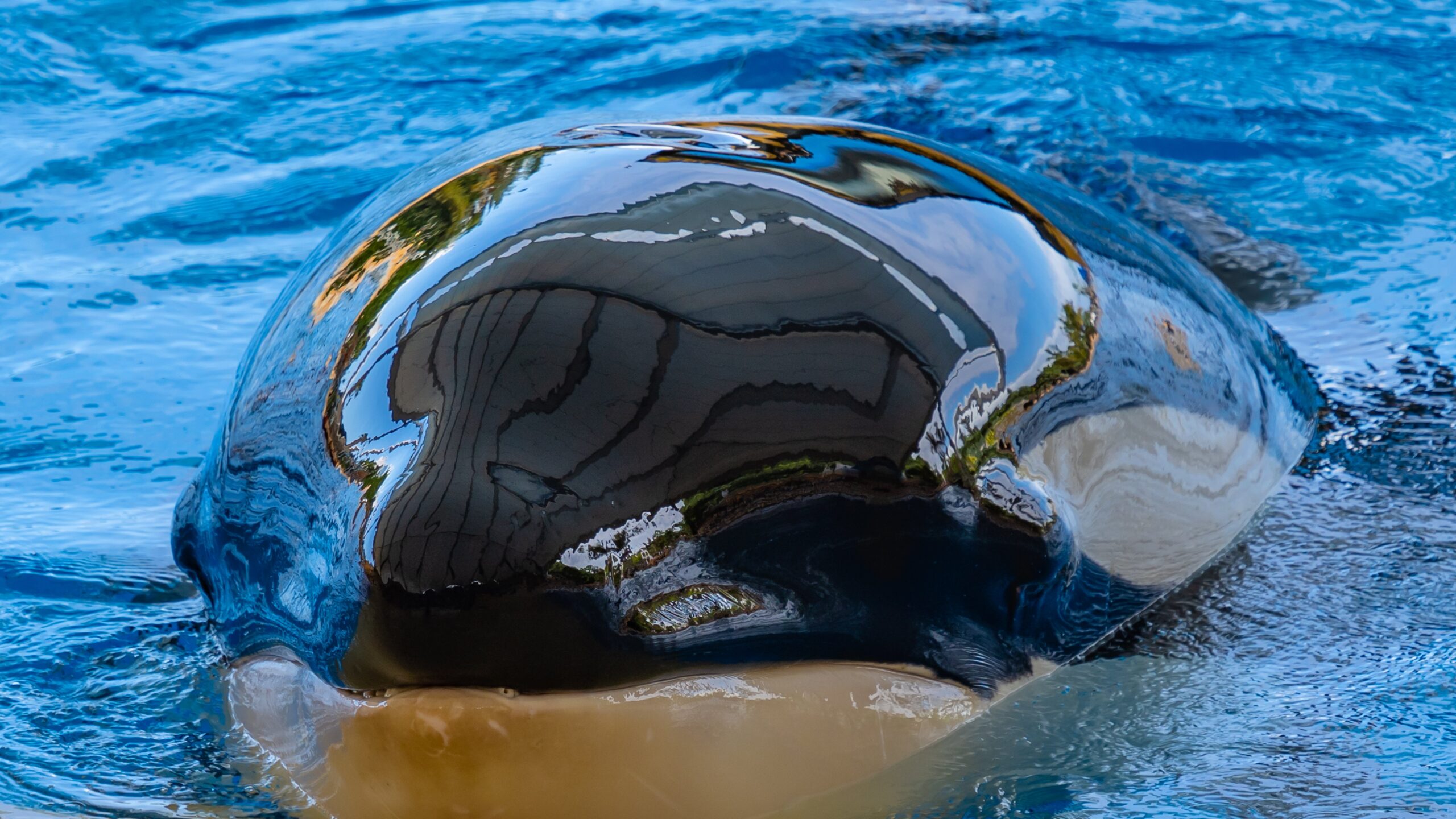 Atlantik, Teneriffa, La Orotava, im Loro Parque, Orca-Zucht (Killerwale)
