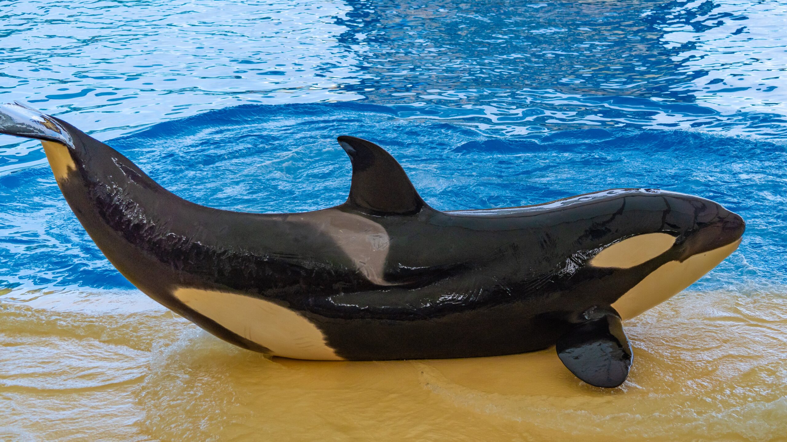 Atlantik, Teneriffa, La Orotava, im Loro Parque, Orca-Zucht (Killerwale)