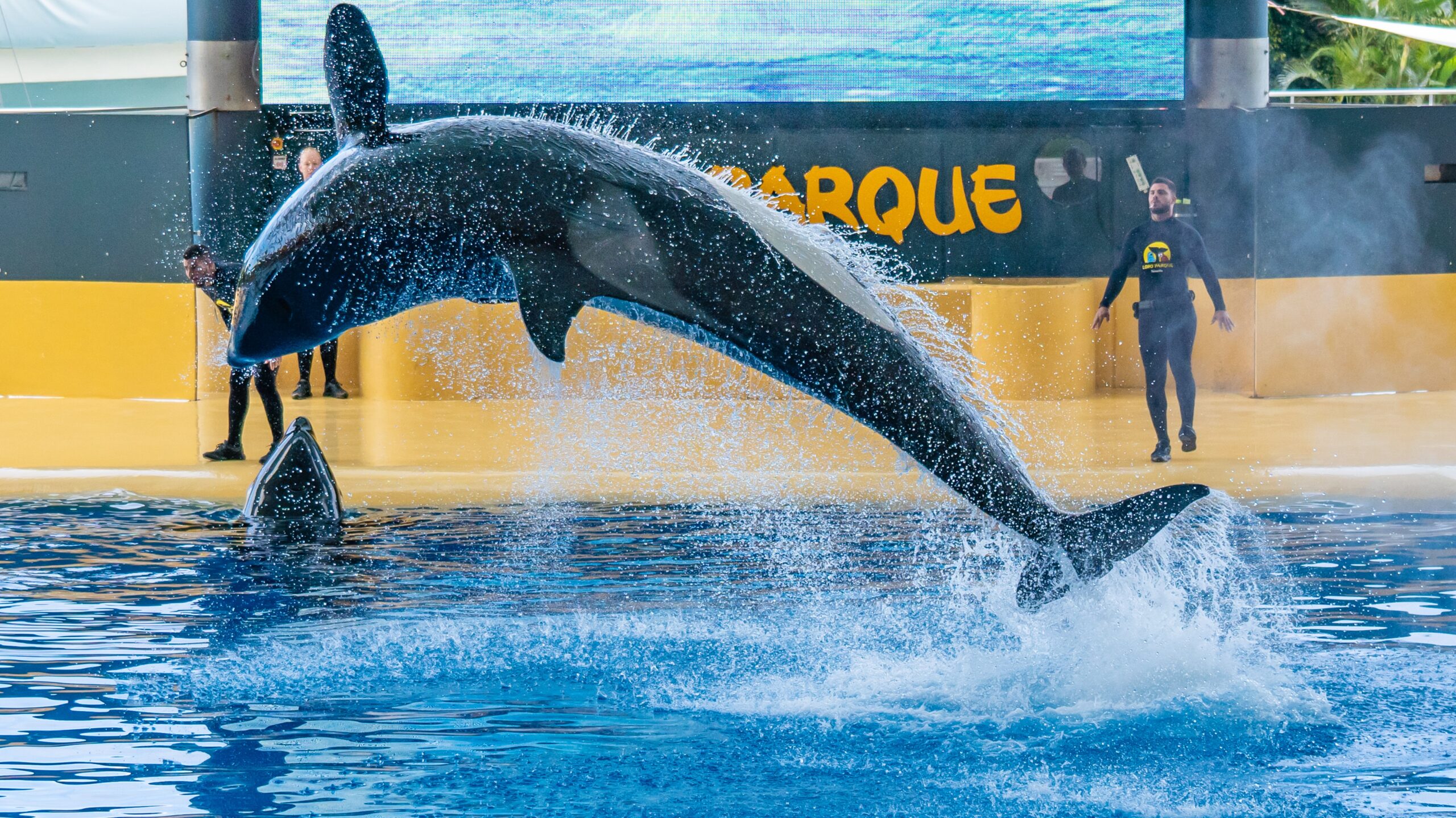 Atlantik, Teneriffa, La Orotava, im Loro Parque, Orca-Zucht (Killerwale)
