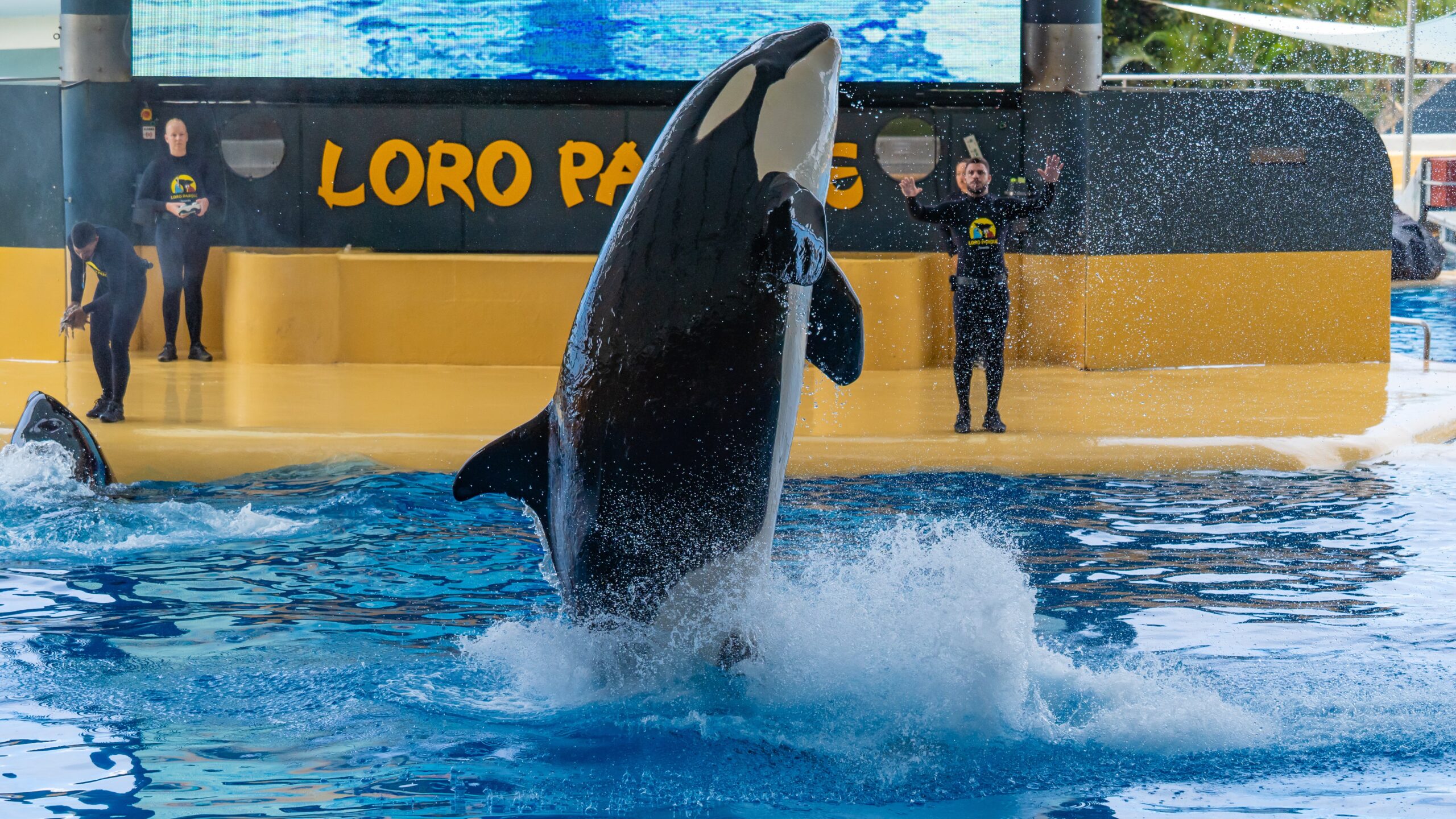 Atlantik, Teneriffa, La Orotava, im Loro Parque, Orca-Zucht (Killerwale)