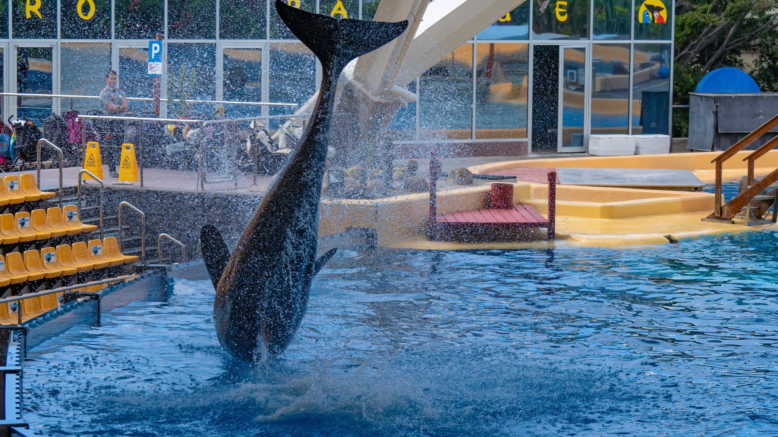 Atlantik, Teneriffa, La Orotava, im Loro Parque, Orca-Zucht (Killerwale)
