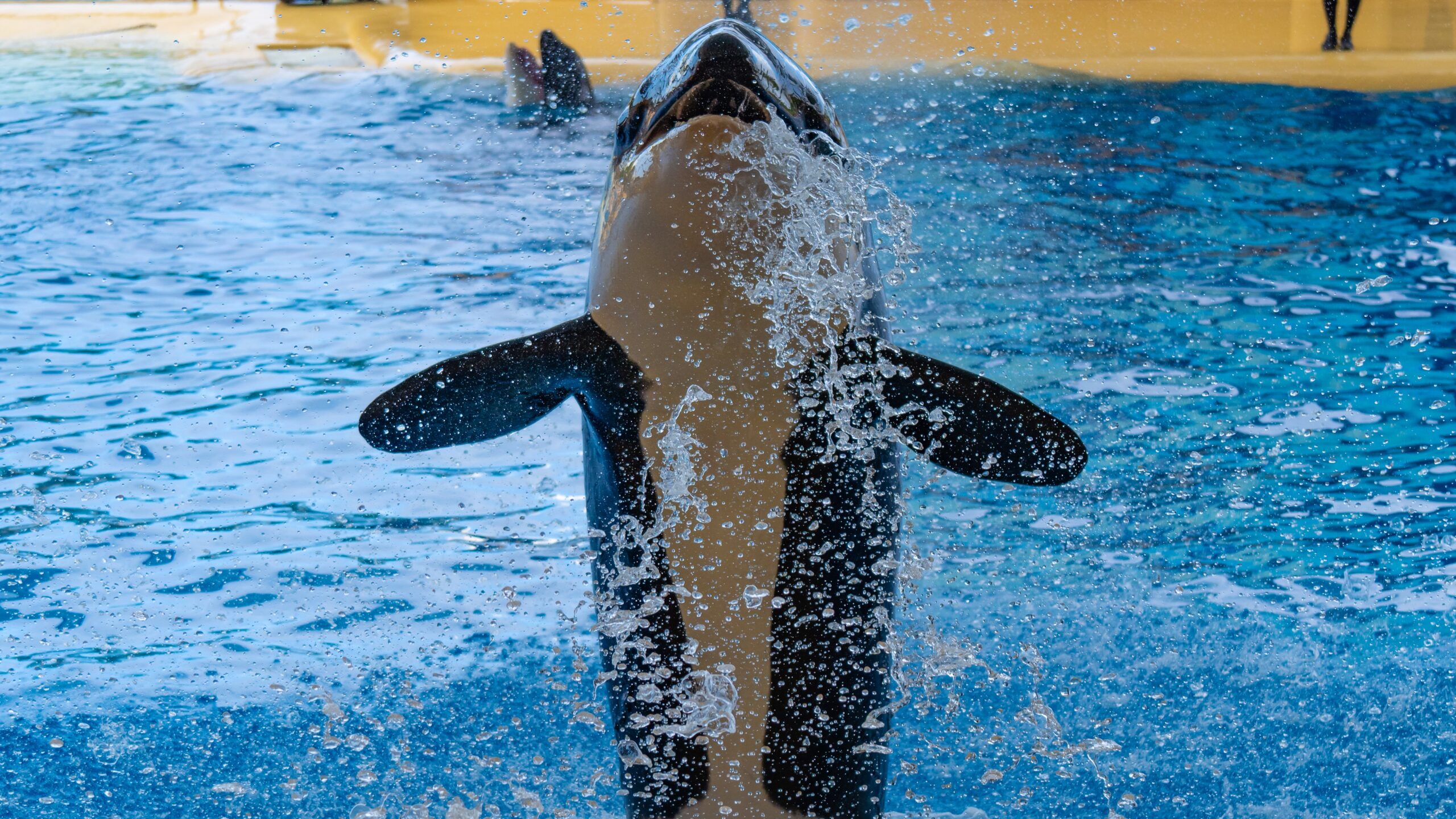 Atlantik, Teneriffa, La Orotava, im Loro Parque, Orca-Zucht (Killerwale)