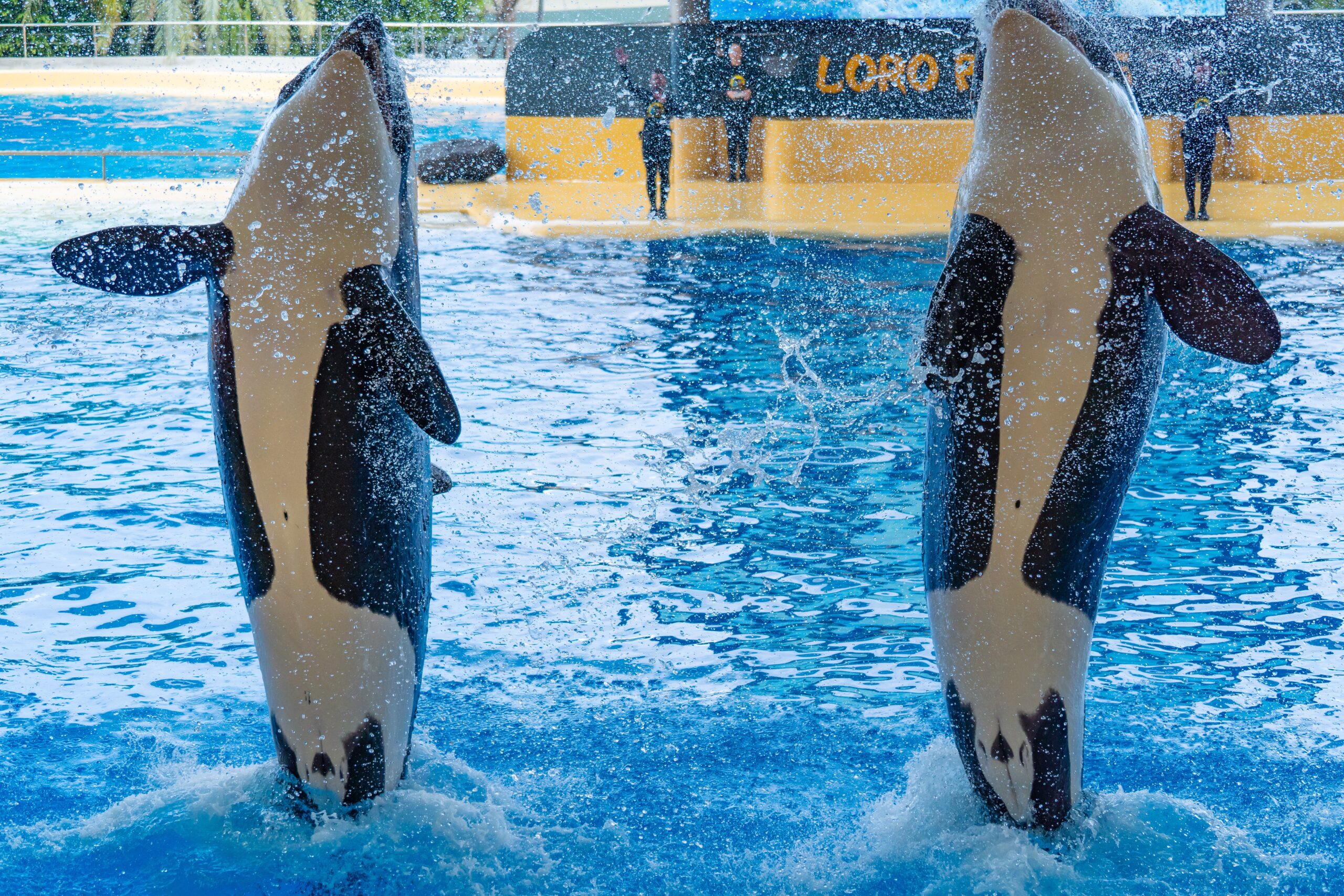 Atlantik, Teneriffa, La Orotava, im Loro Parque, Orca-Zucht (Killerwale)