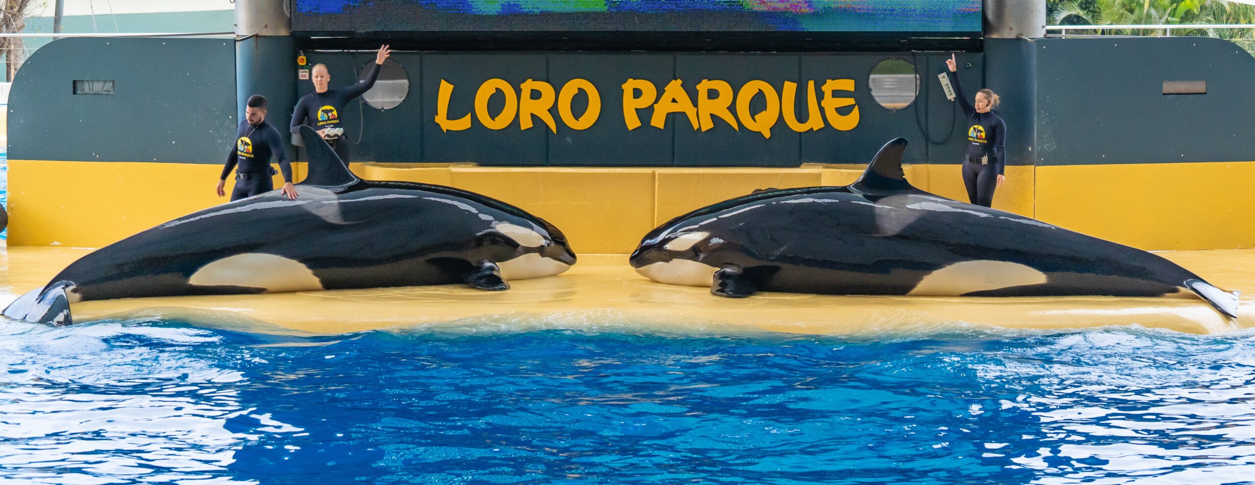 Atlantik, Teneriffa, La Orotava, im Loro Parque, Orca-Zucht (Killerwale)