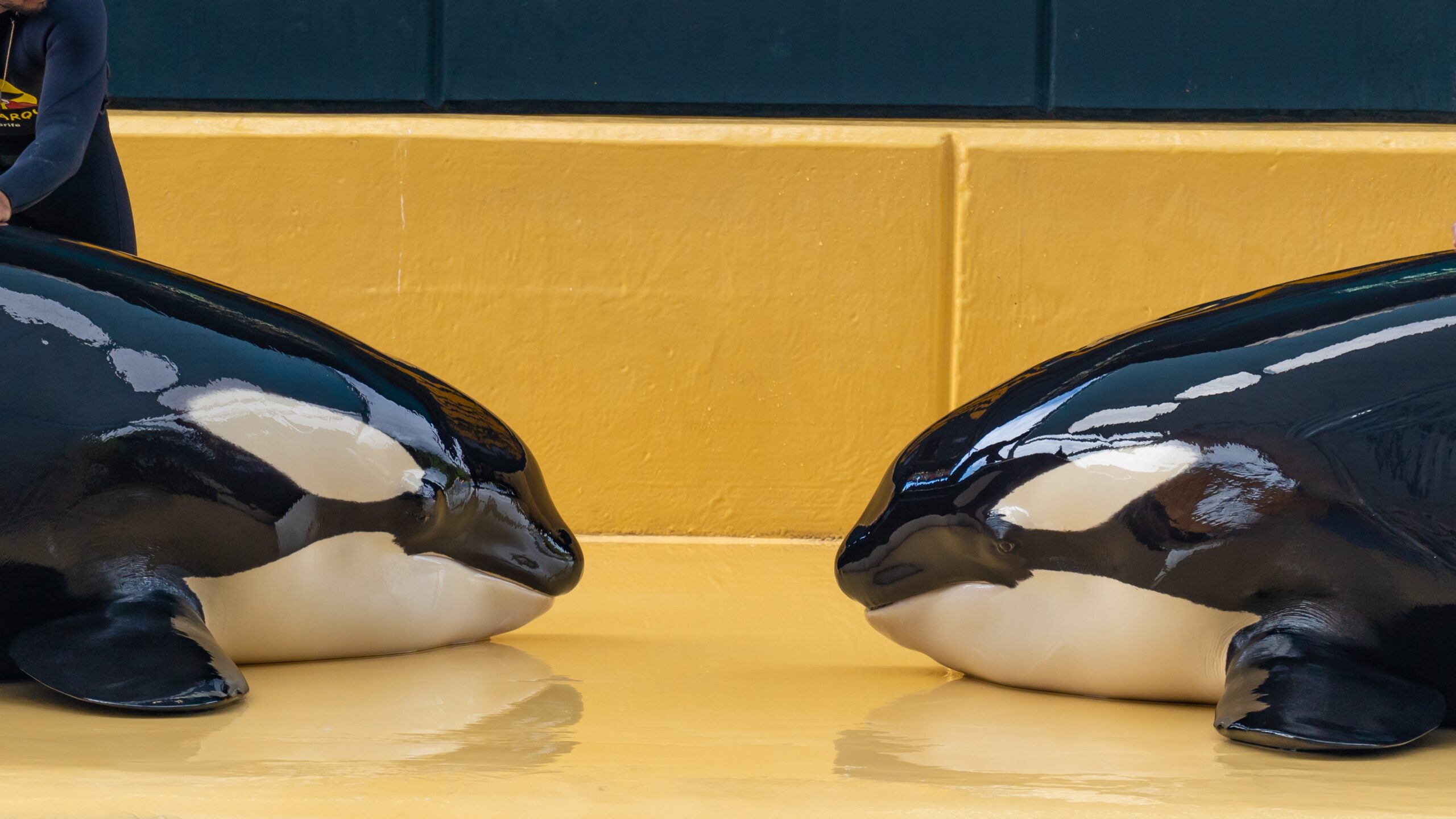 Atlantik, Teneriffa, La Orotava, im Loro Parque, Orca-Zucht (Killerwale)