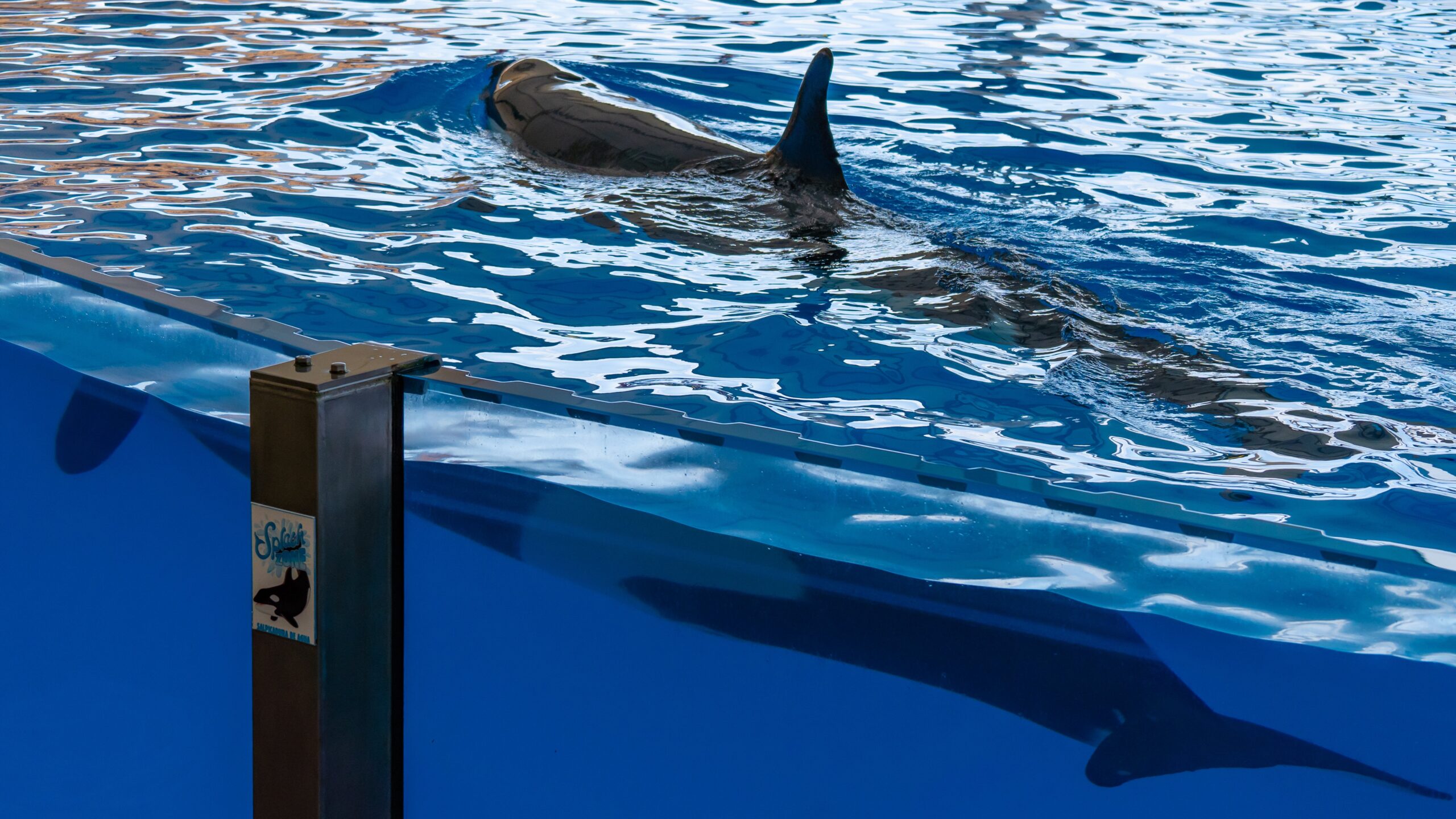 Atlantik, Teneriffa, La Orotava, im Loro Parque, Orca-Zucht (Killerwale)