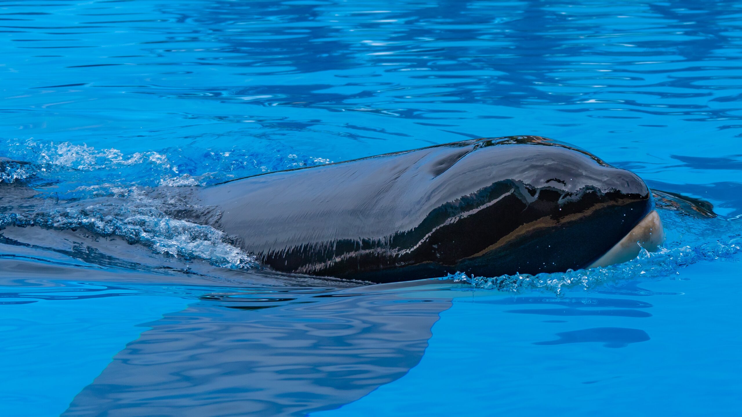 Atlantik, Teneriffa, La Orotava, im Loro Parque, Orca-Zucht (Killerwale)