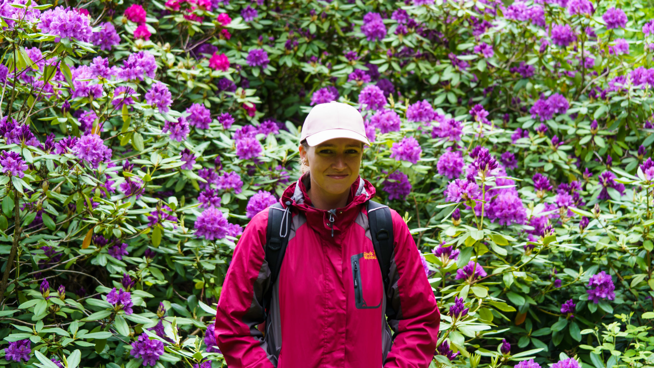 Grenzweg Gerstunger Forst, Rhododendron-Pflanze an der Erbbegräbnis-Stätte nahe Grenzweg