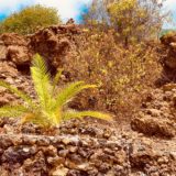 Atlantik, Teneriffa, Finca bei Los Gigantes im Lavafeld
