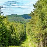 Grenzweg Gerstunger Forst, auf dem Kolonnenweg vom Blankenbacher Tal zum Stillmes