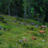 Tirol, Tannheimer Tal