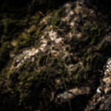 Alpen, Tirol, Tannheimer Tal, Flora
