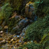 Alpen, Tirol, Tannheimer Tal, Flora